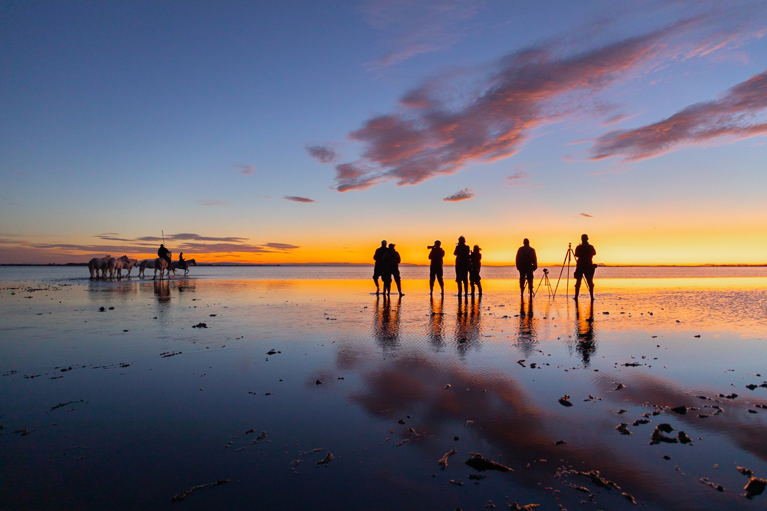 Photographers capturing Camargue horses on a beach at sunrise with a colorful sky reflection.