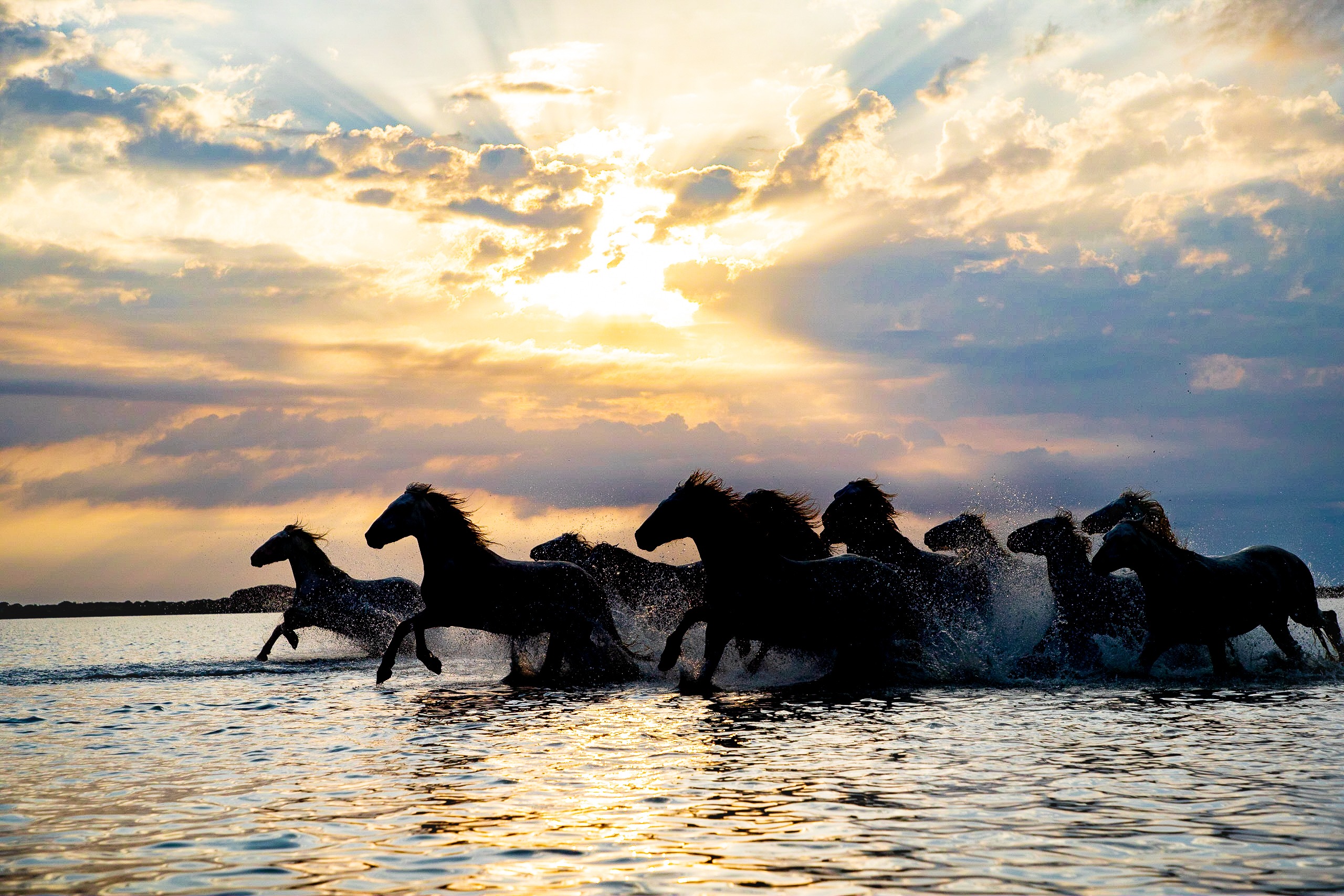 A herd of wild horses galloping through water at sunset with golden light rays and splashing waves.