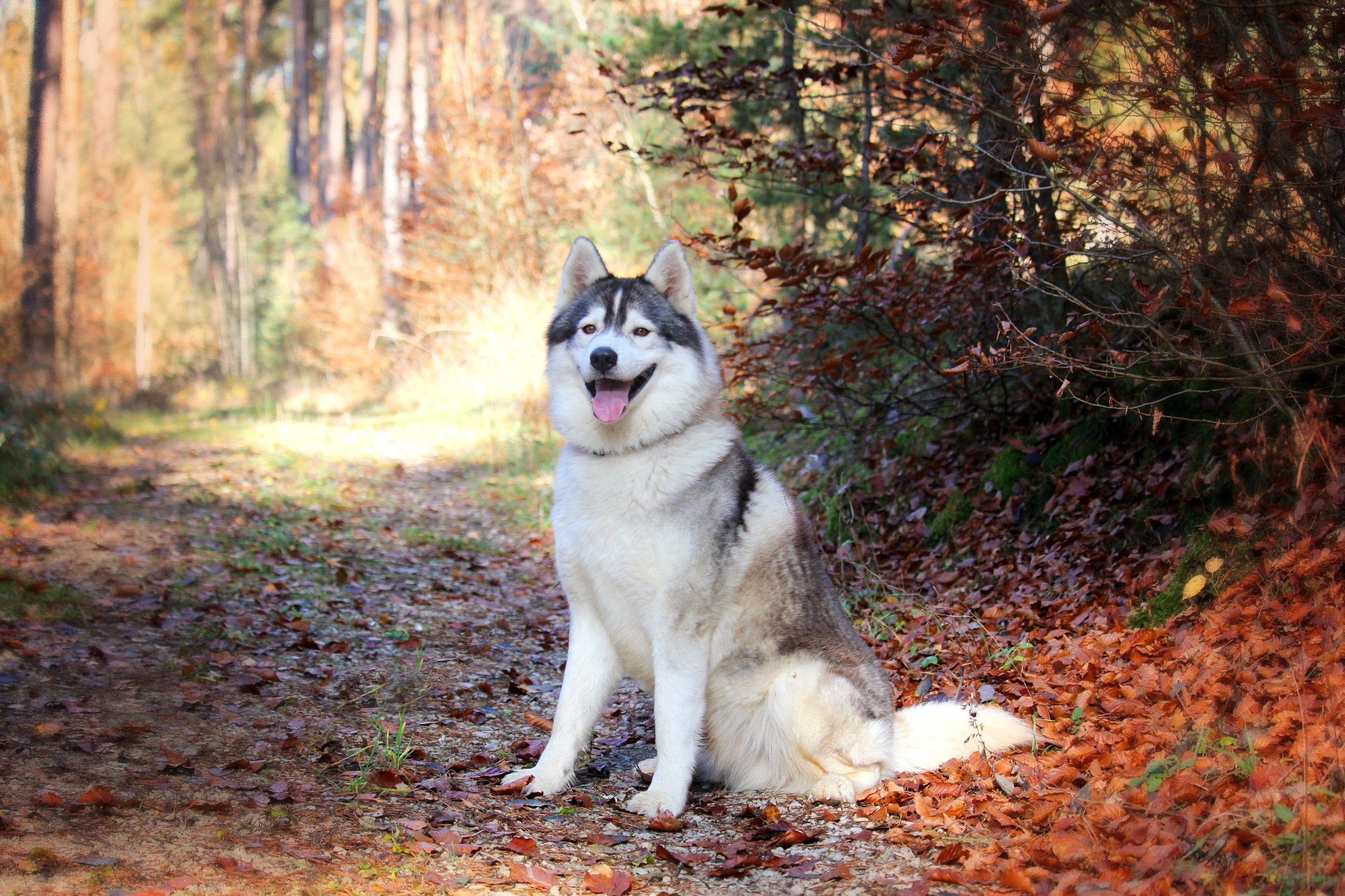 Husky-Erlebnisse, Husky-Ausfahrten, Husky-Trekkingtouren, Husky Abenteuer, Dietfurt, Bayern