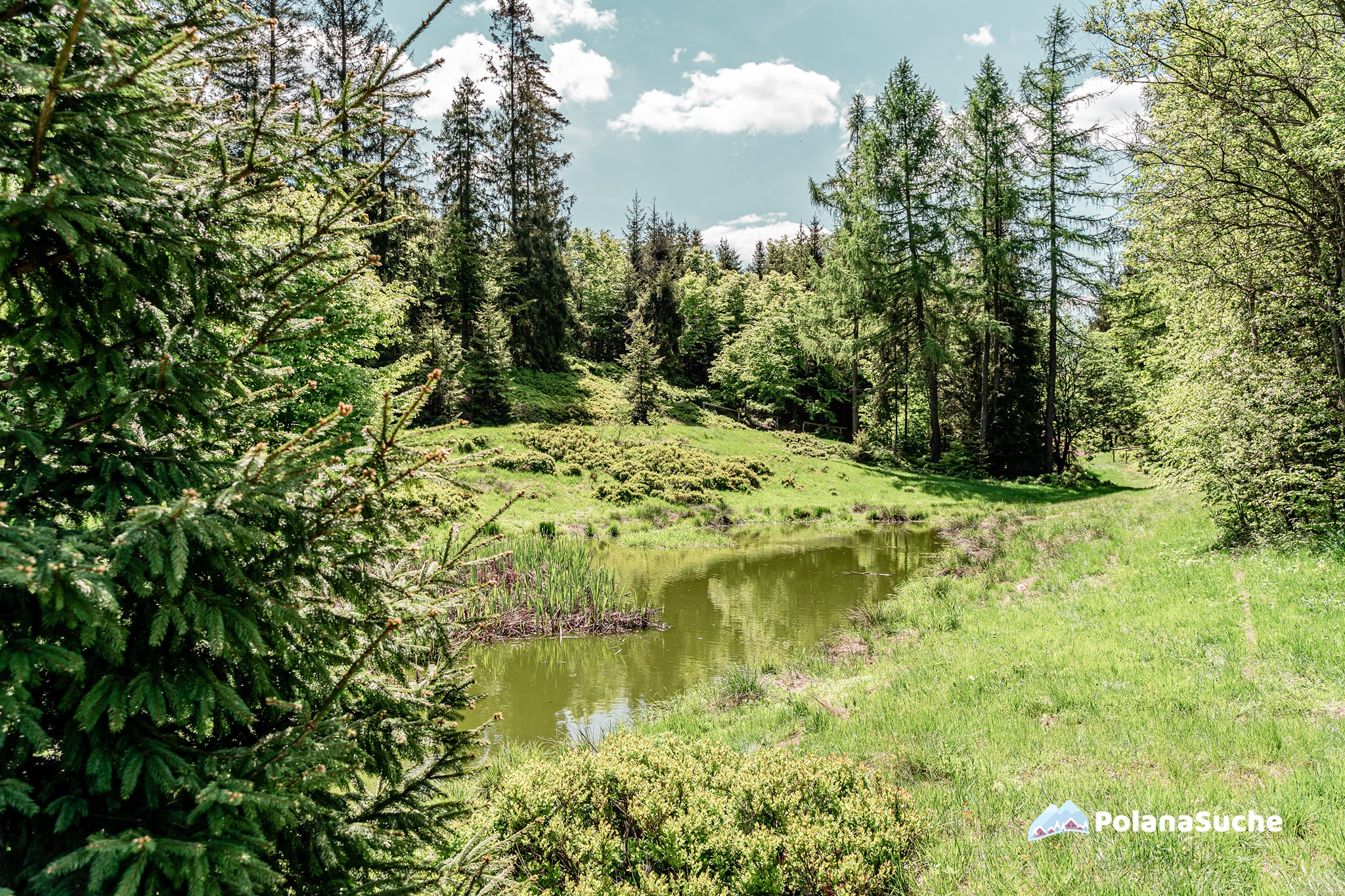 sadzawka na polanie, Polana Suche