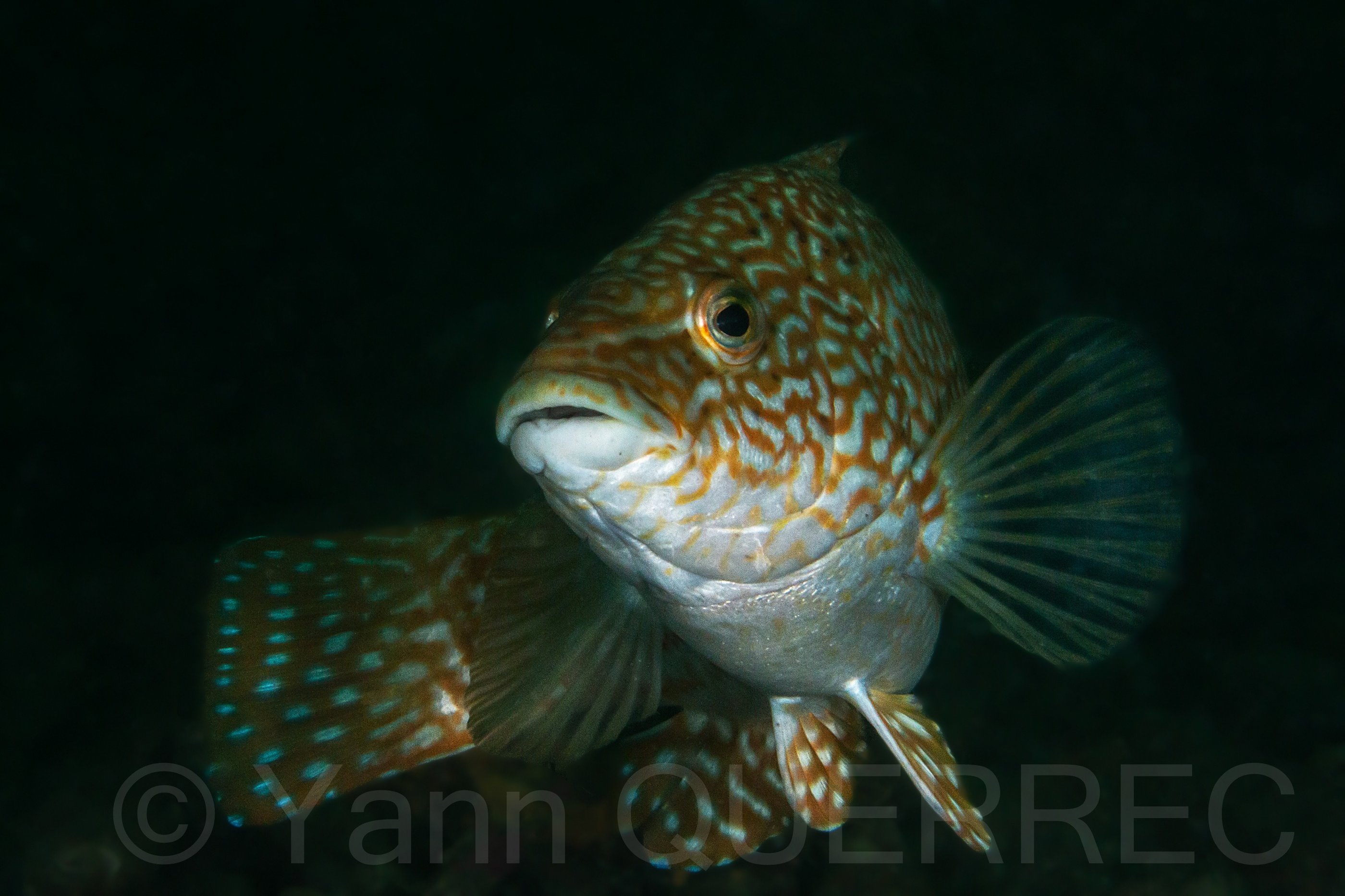 Vieille - Paimpol - FRANCE