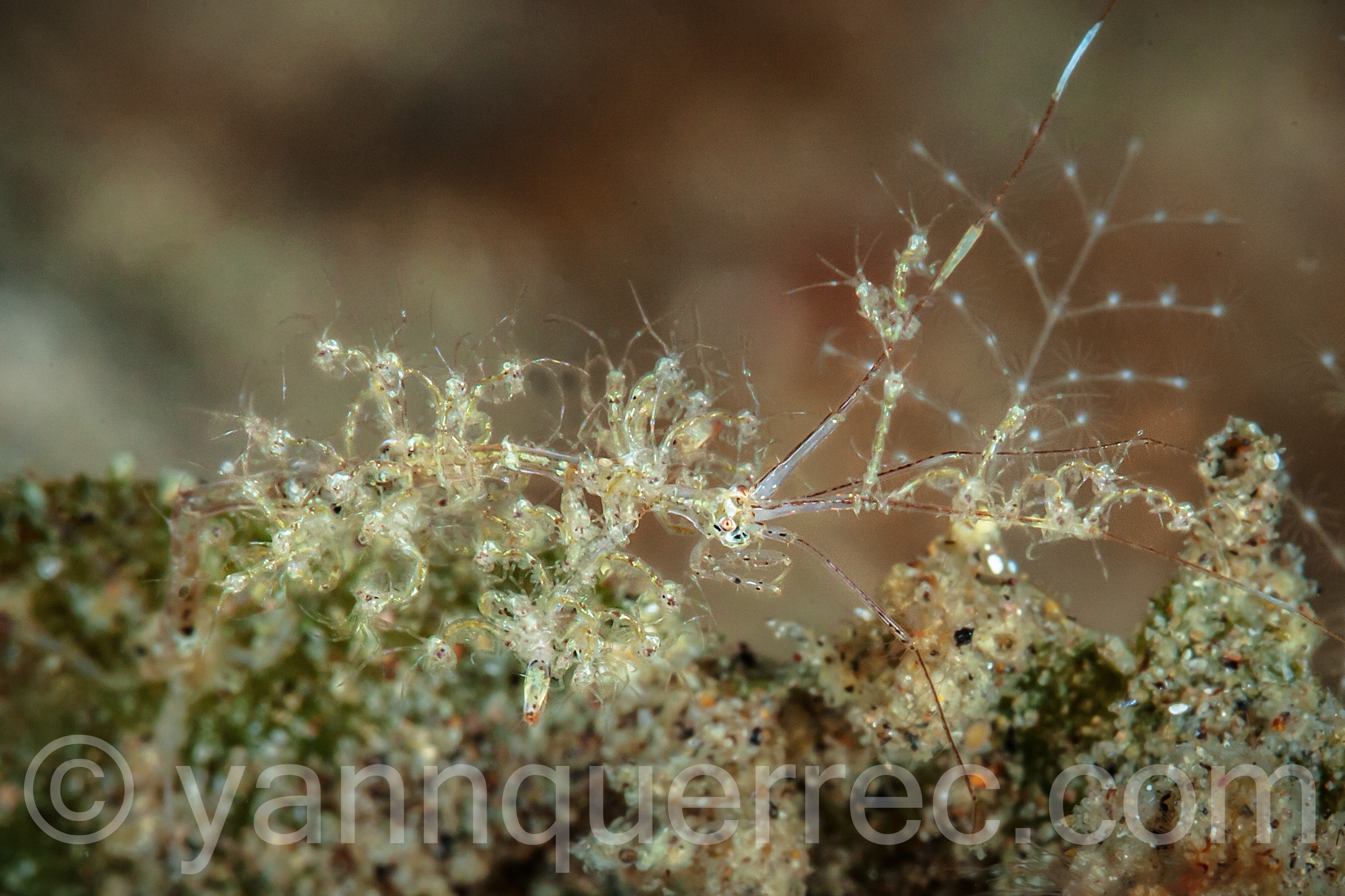 La caprelle et ses petits...
