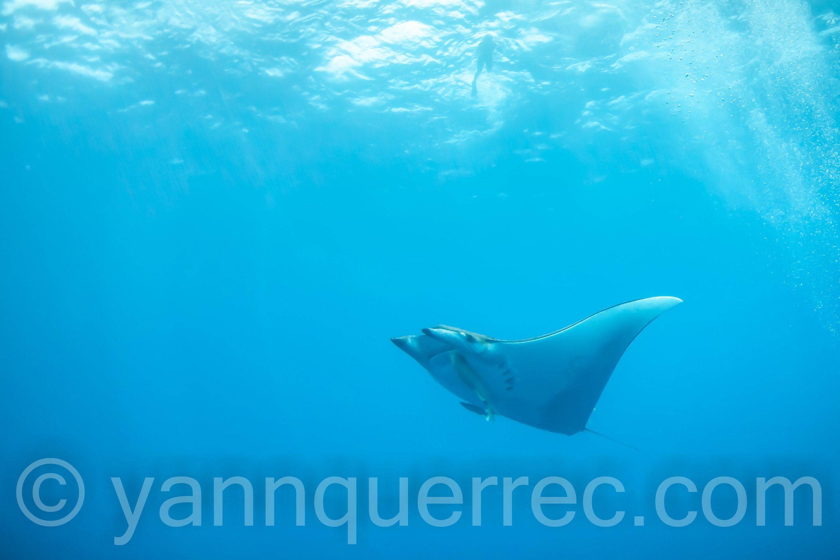 Manta - ACORES