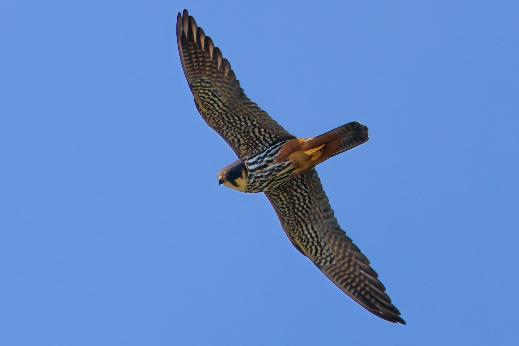 A Hobby in flight