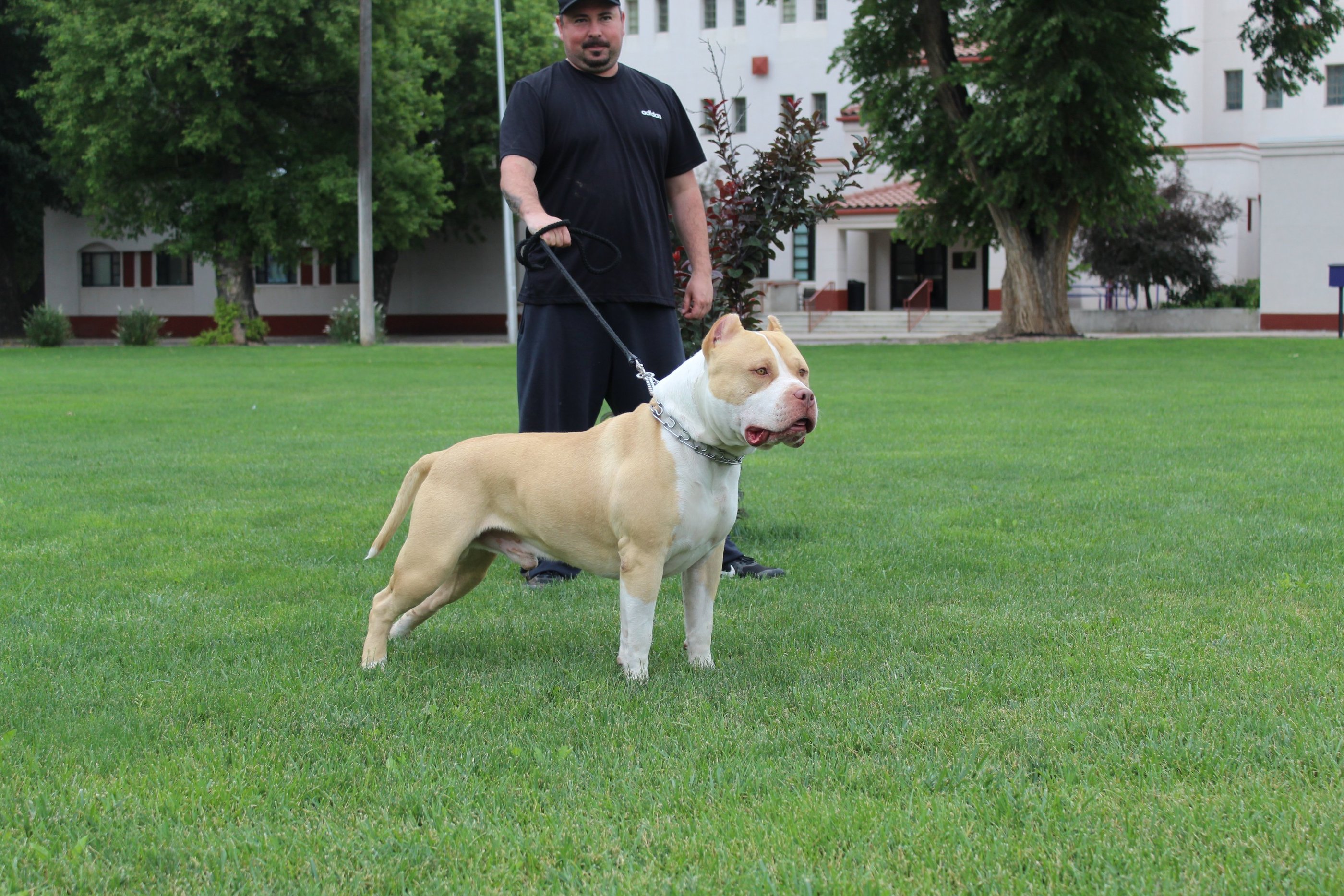 AMERICAN BULLY, TITANIUM KILO KENNELS, XL PITBULL