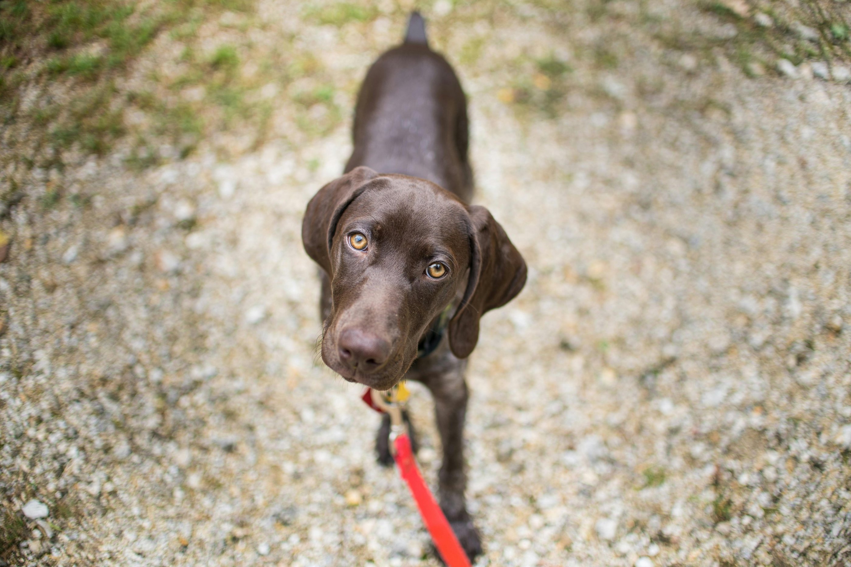 Dog training session in tampa teaching leash manners to chocolate Labrador puppy