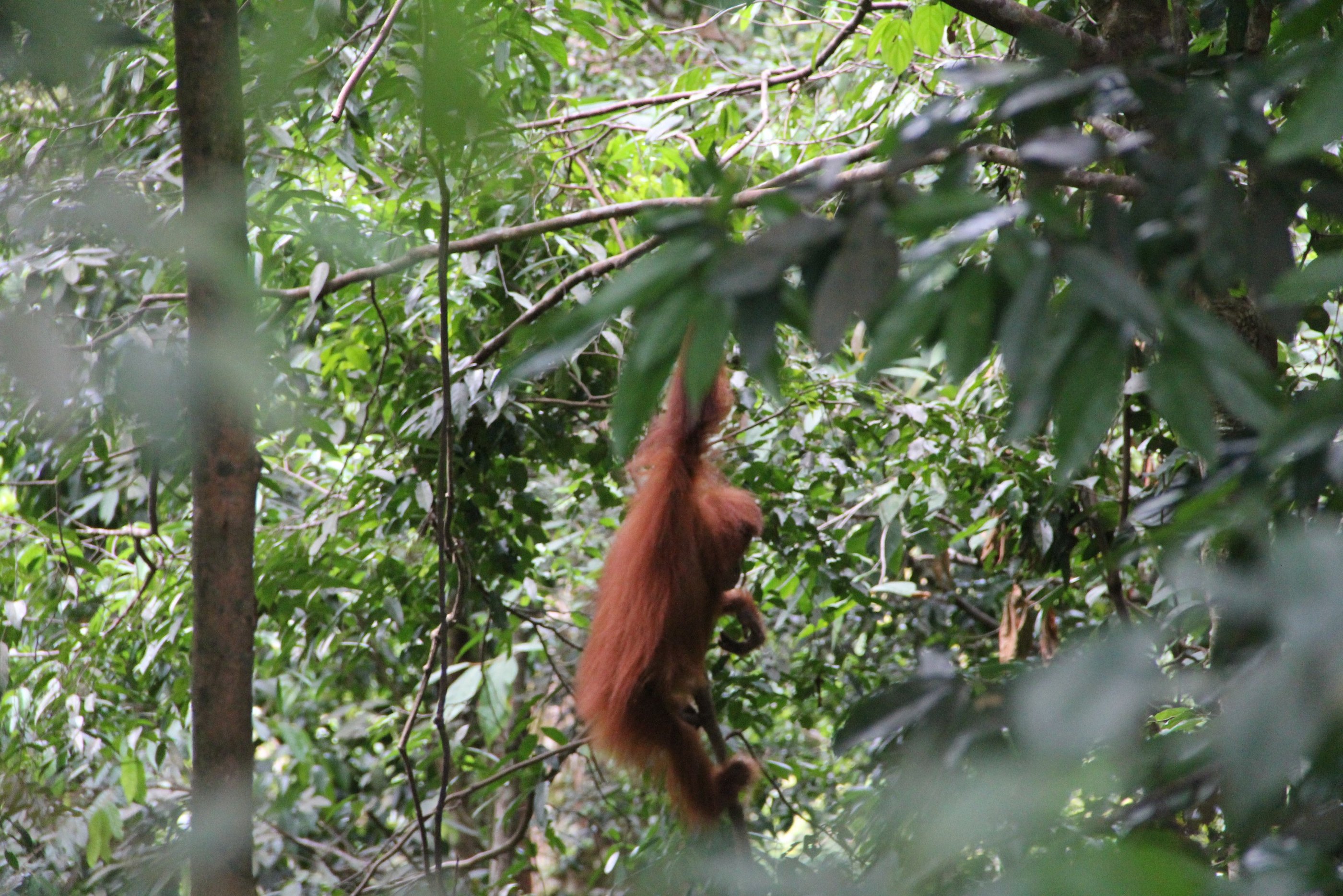 How difficult is a jungle trek in Bukit Lawang