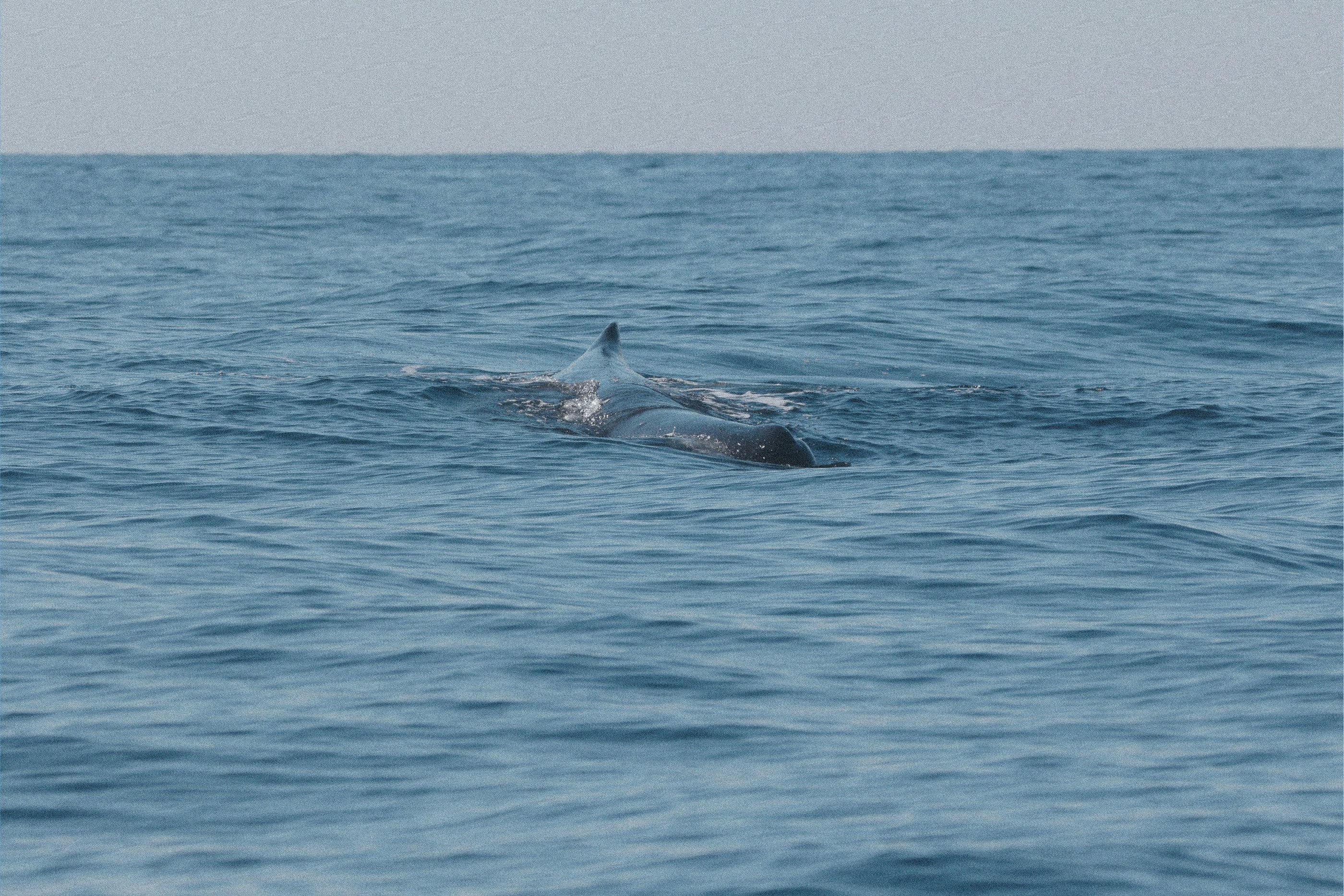 A sperm whale surfacing.