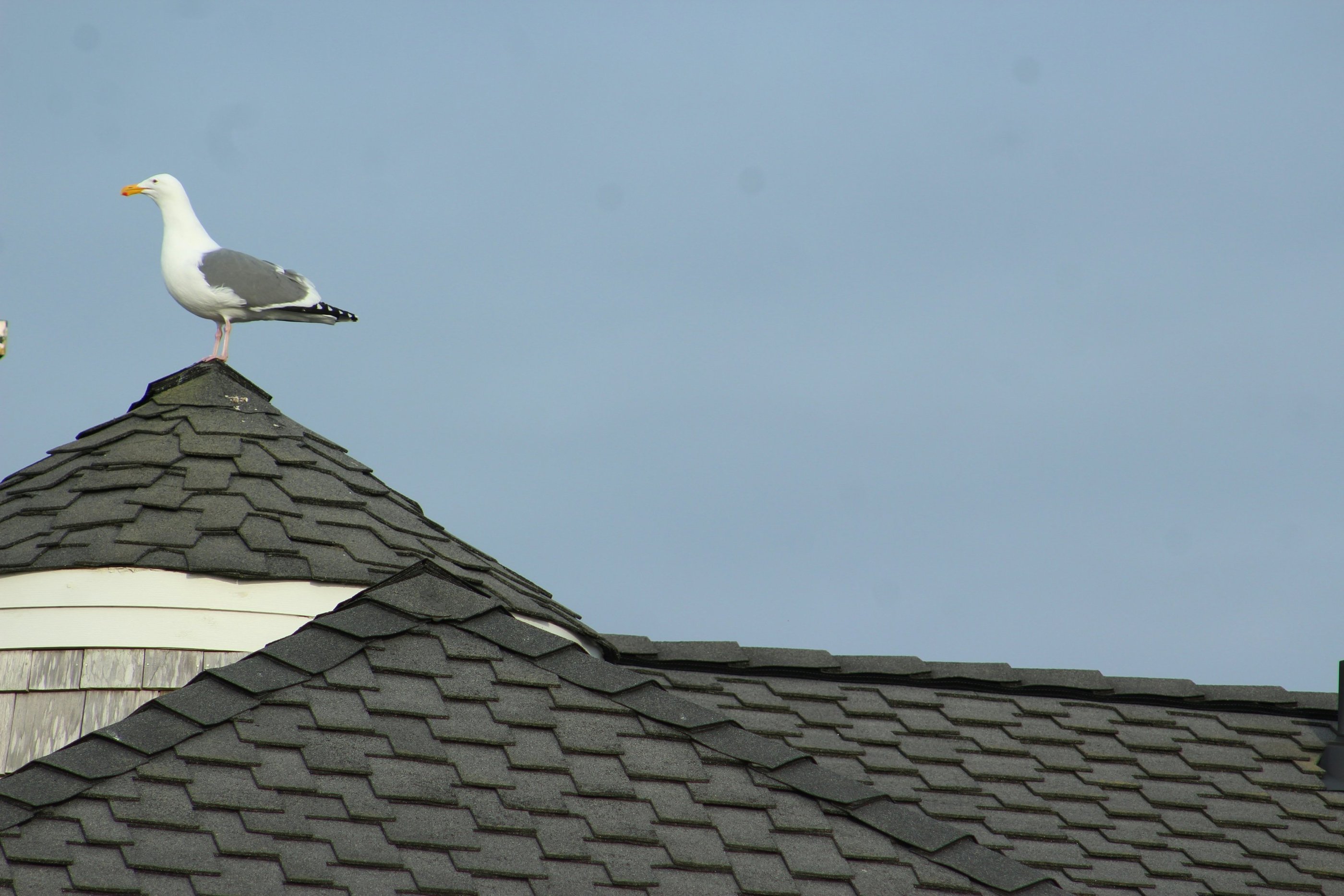 A white and grey seagull perched on the peak of a dark shingled roof against a blue sky.