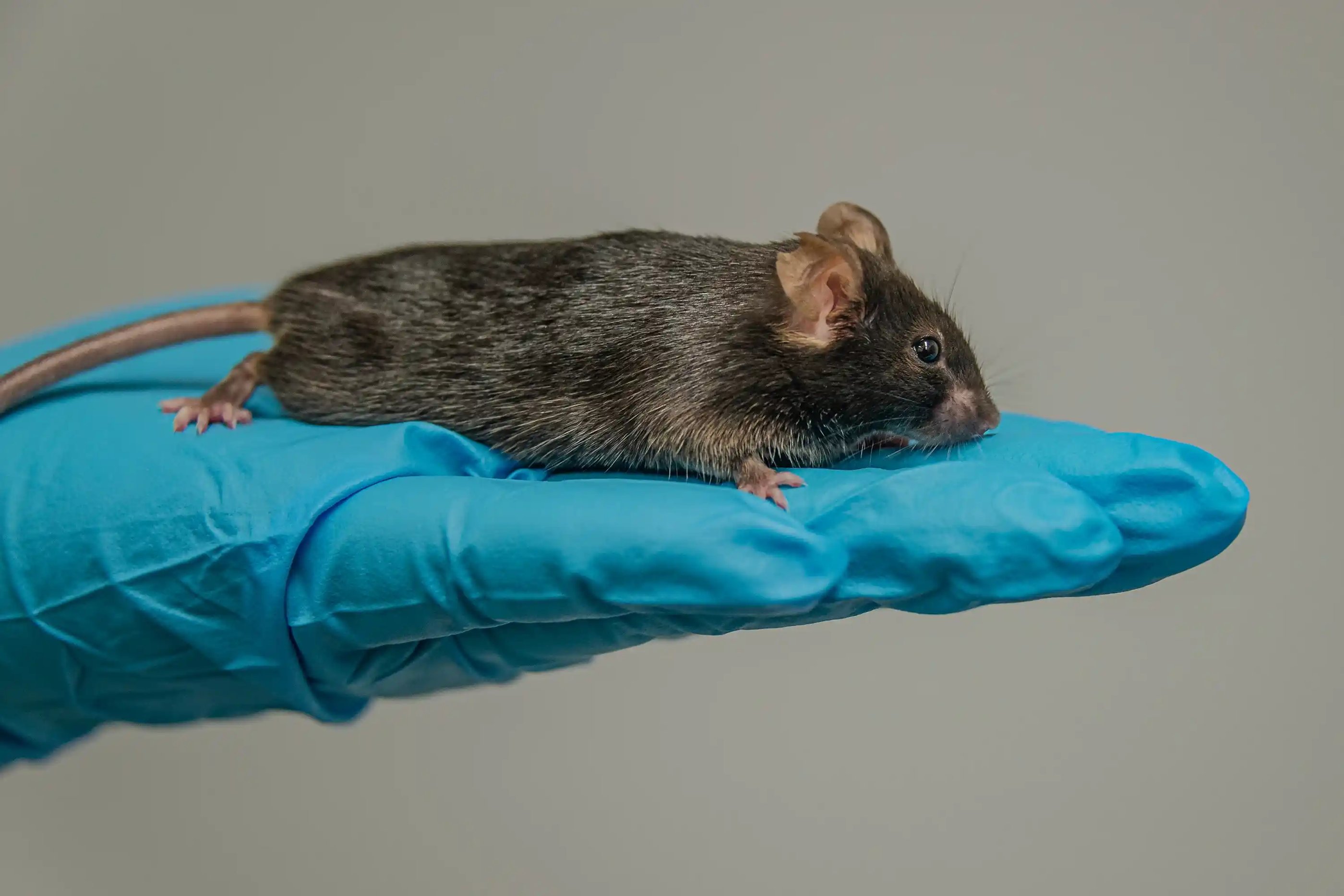 A captured rat in residential home