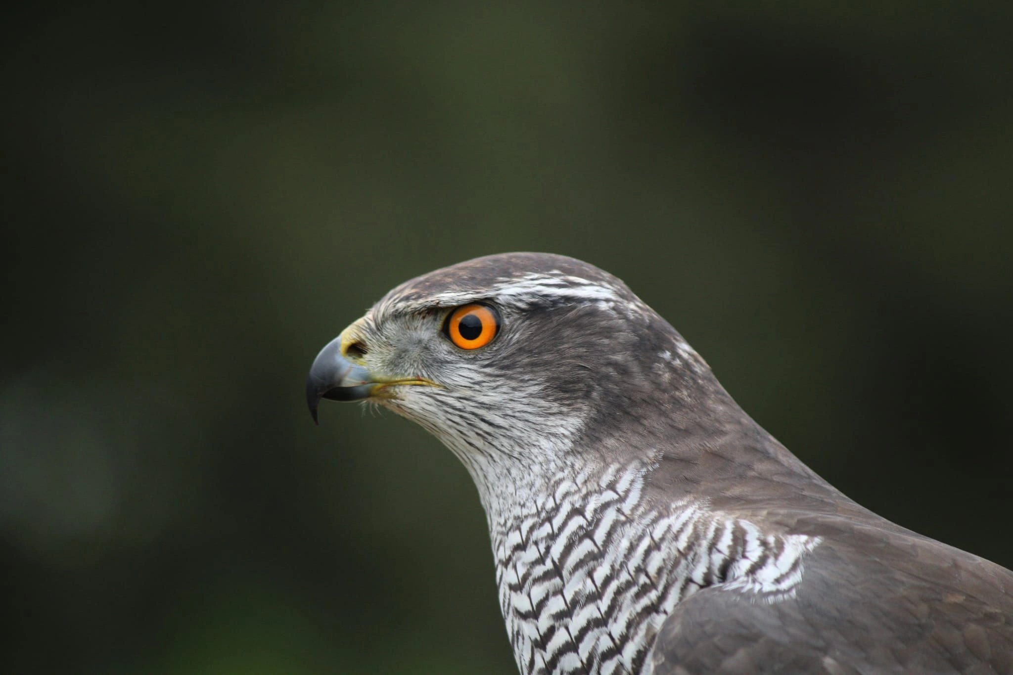 photo d'un autour des palombes