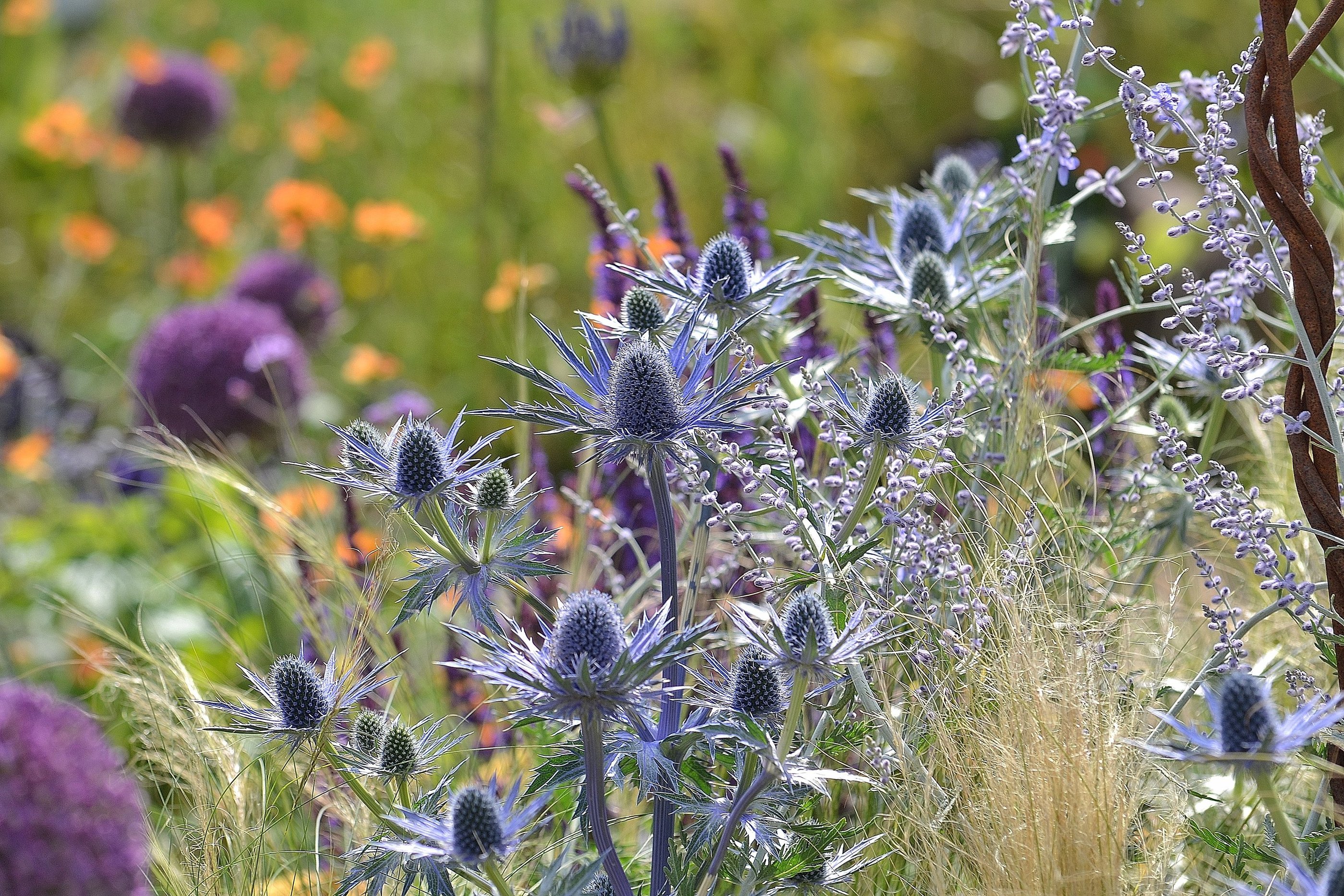 Sea holly, Grasses, Alliums and Geum.