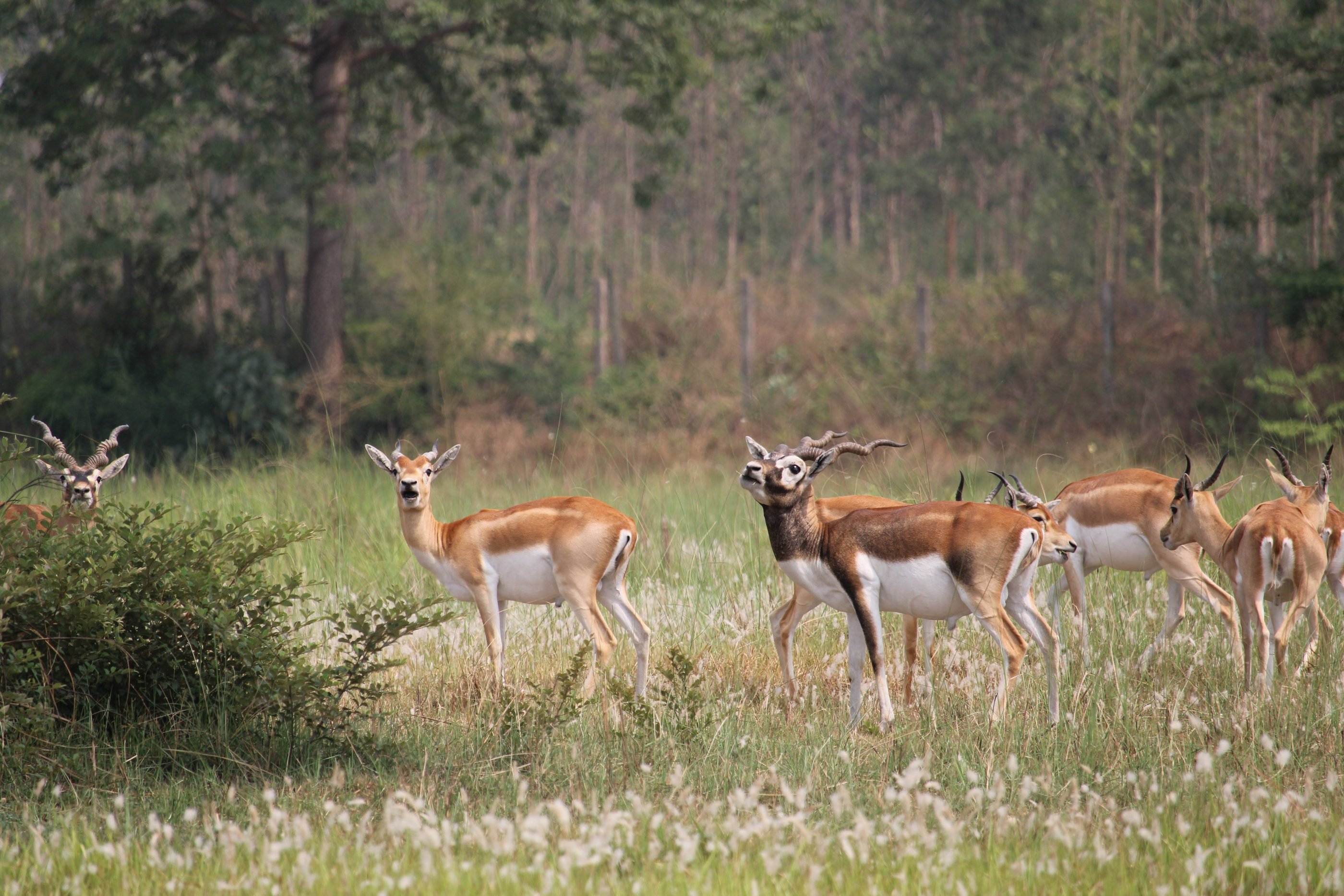 Black-buck in Khairapur reserve