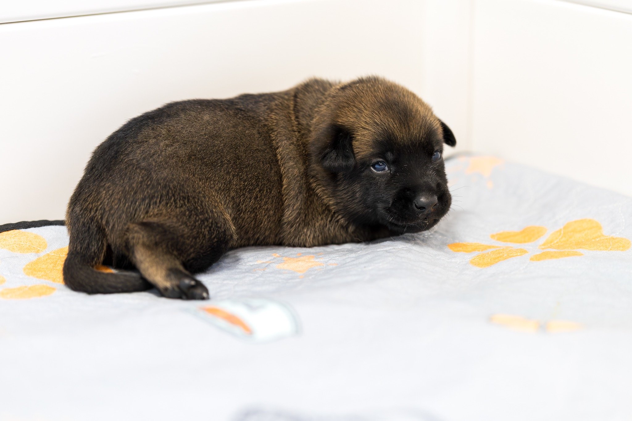 Belgian Malinois puppies for sale in Florida. Five males and three females available. July 11th 2026