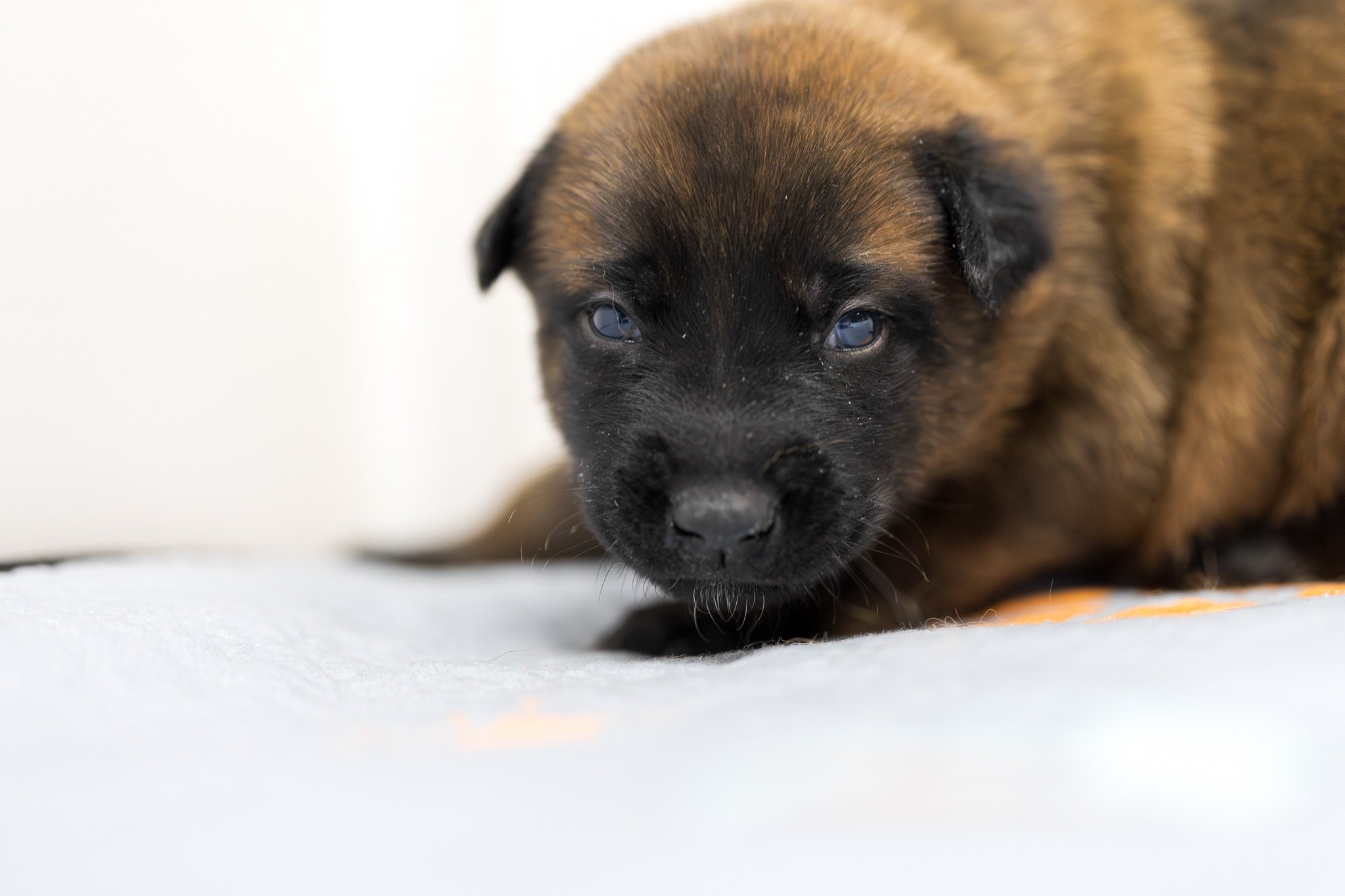 Belgian Malinois puppies for sale in Florida. Five males and three females available. July 11th 2026