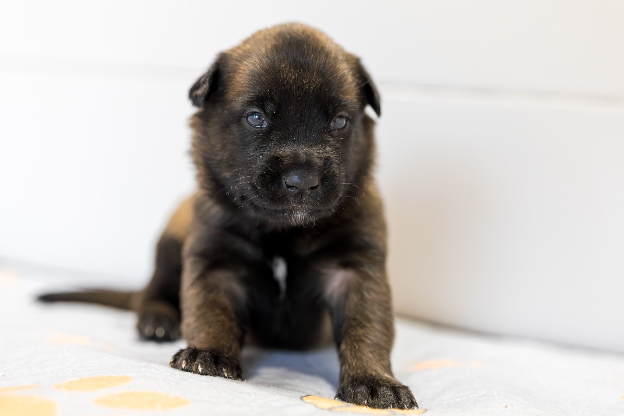 Belgian Malinois puppies for sale in Florida. Five males and three females available. July 11th 2026