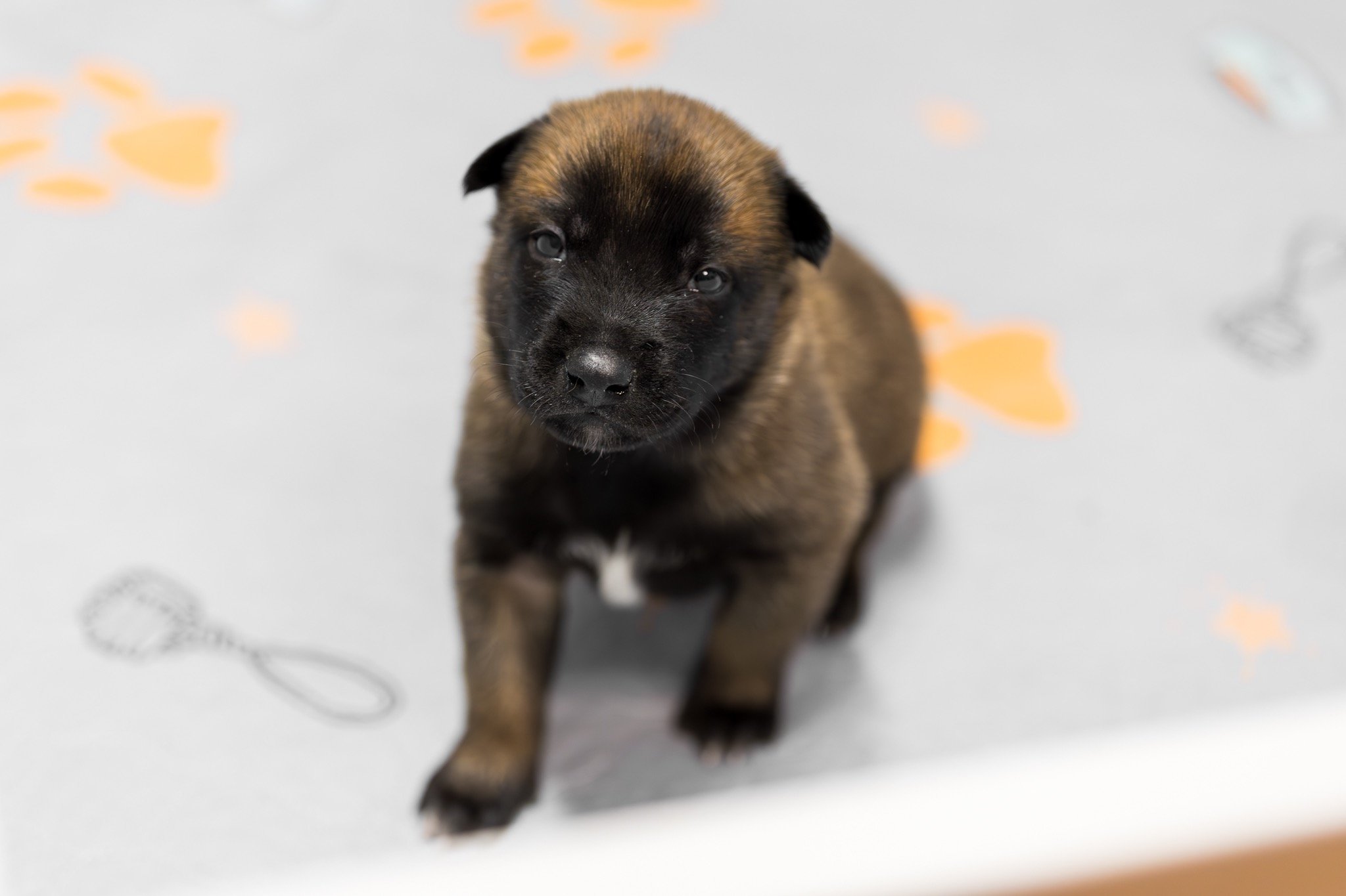 Belgian Malinois puppies for sale in Florida. Five males and three females available. July 11th 2026