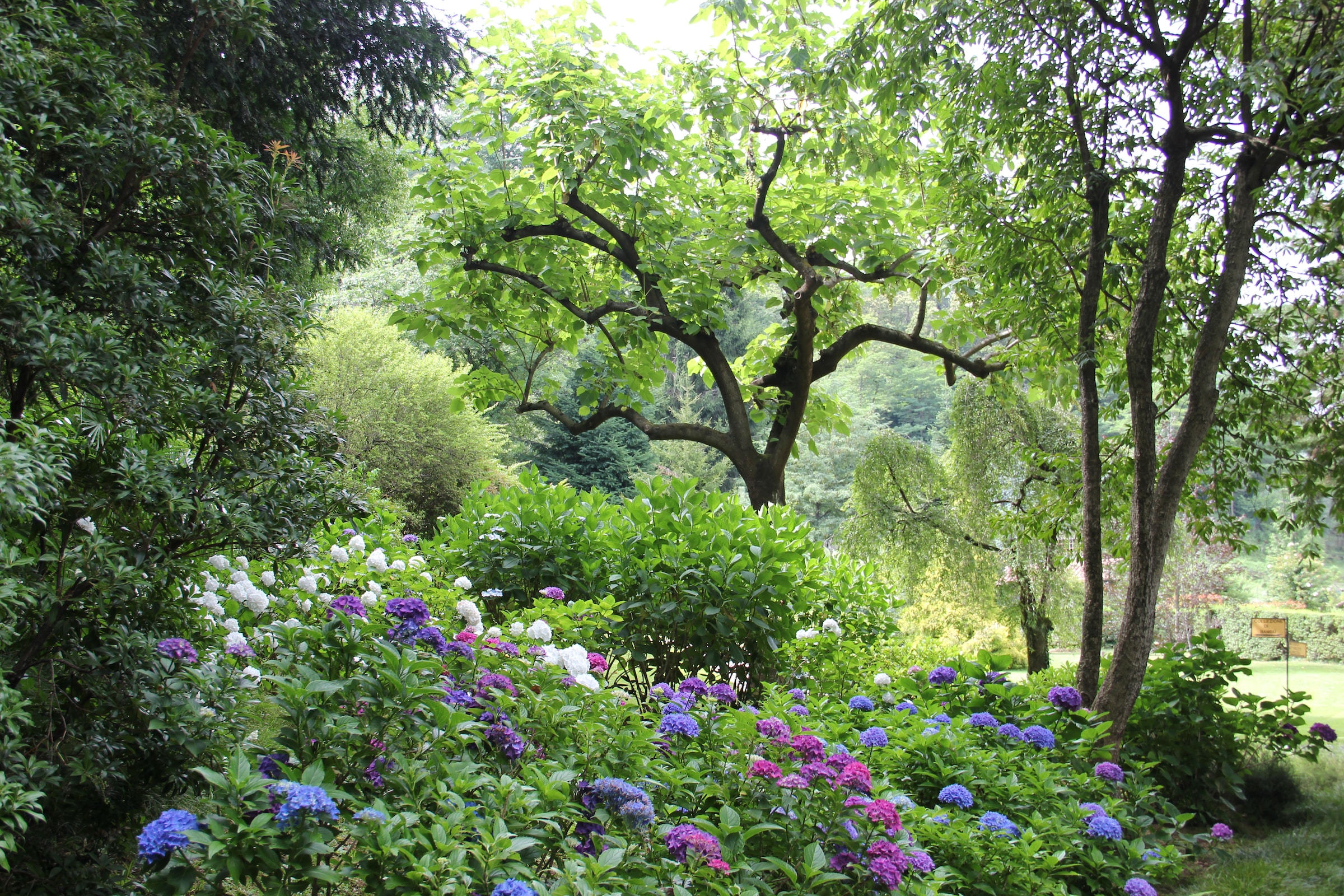 a garden with flowering bushes and trees