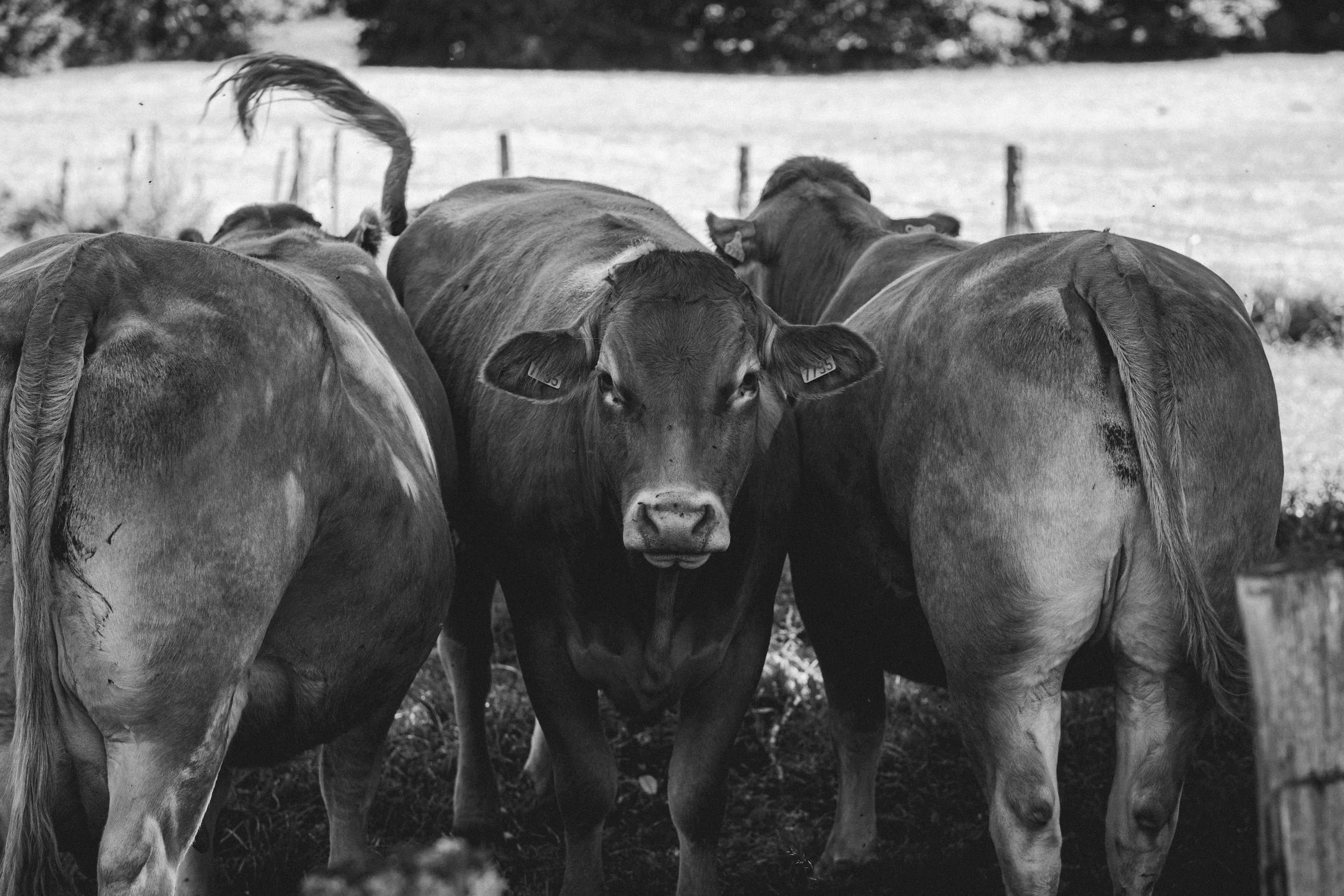 Vacas con buena condición corporal