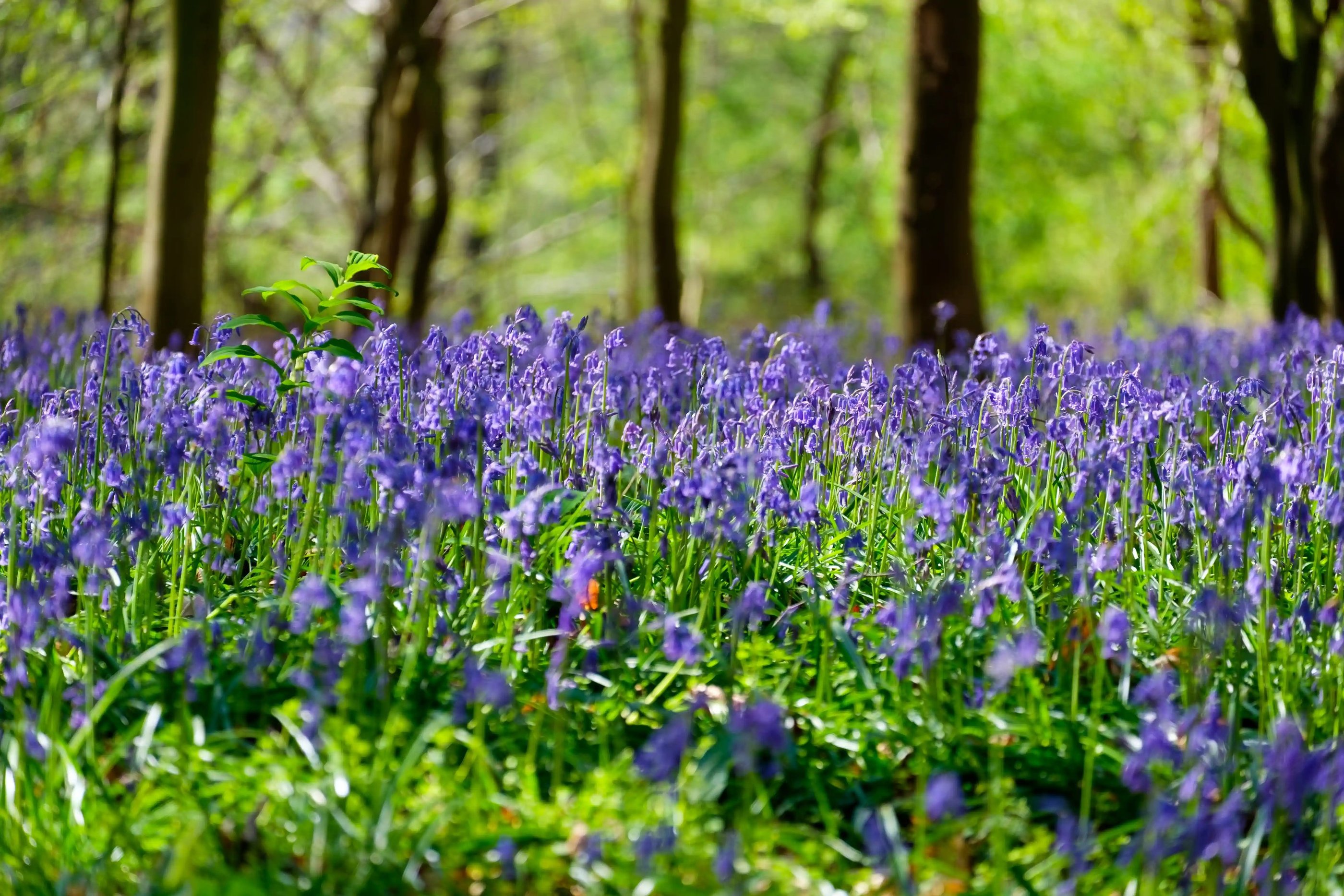 HYACINTEN RECHTOVER BOSBAAR