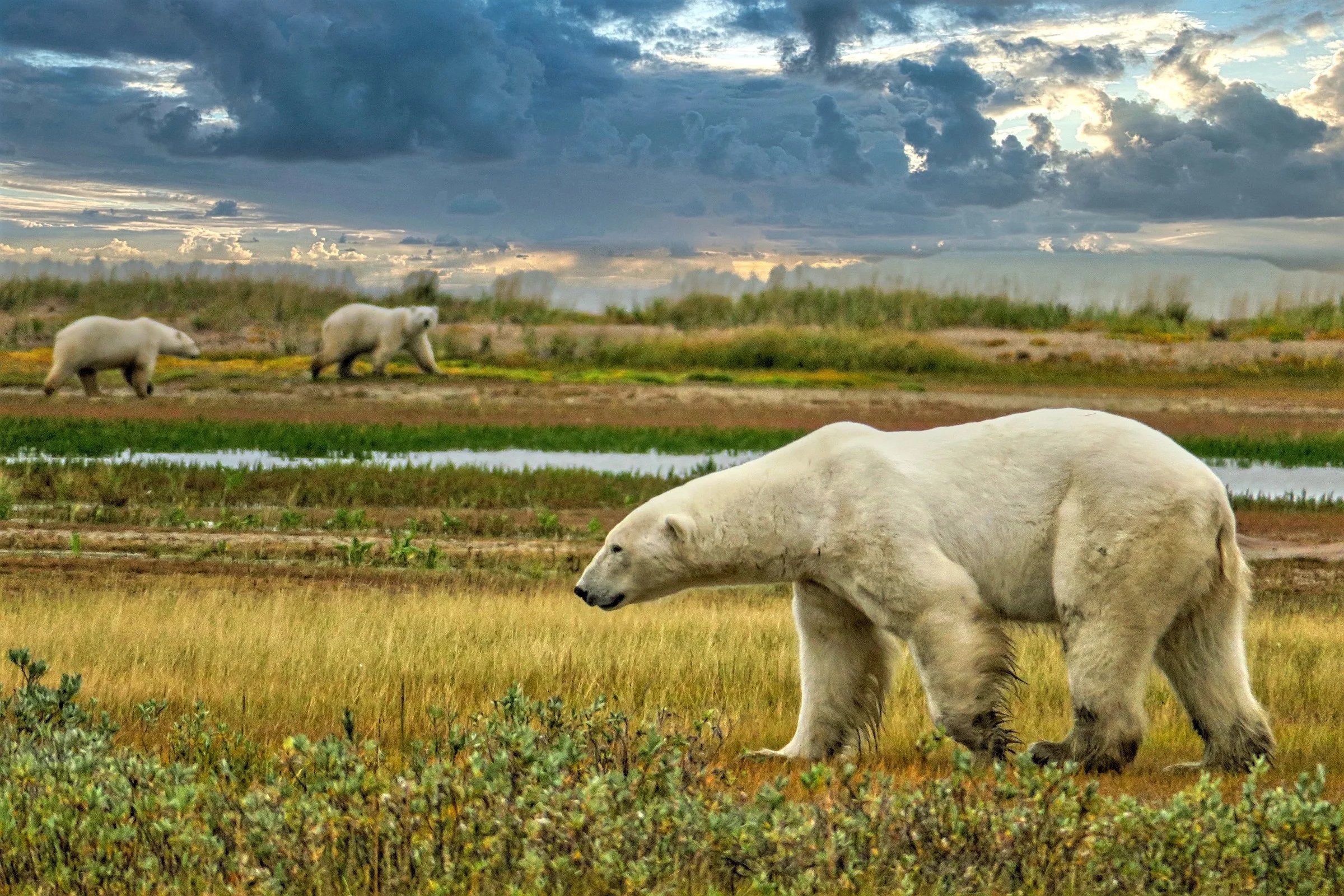Three wild polar bears walking across the Arctic tundra landscape under a dramatic cloudy sky.