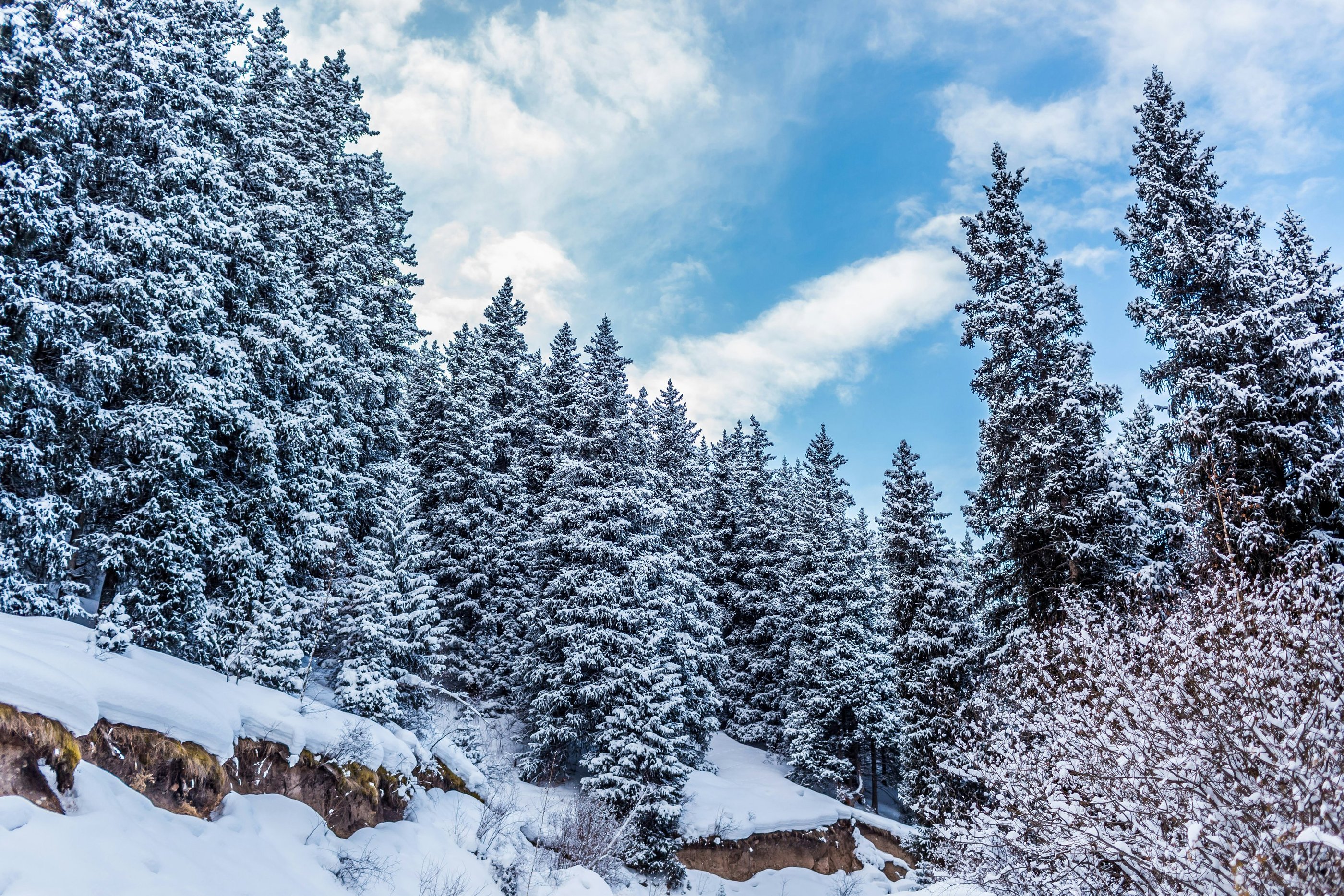 a snow covered forest filled with lots of trees, Karakol, by Collab Media