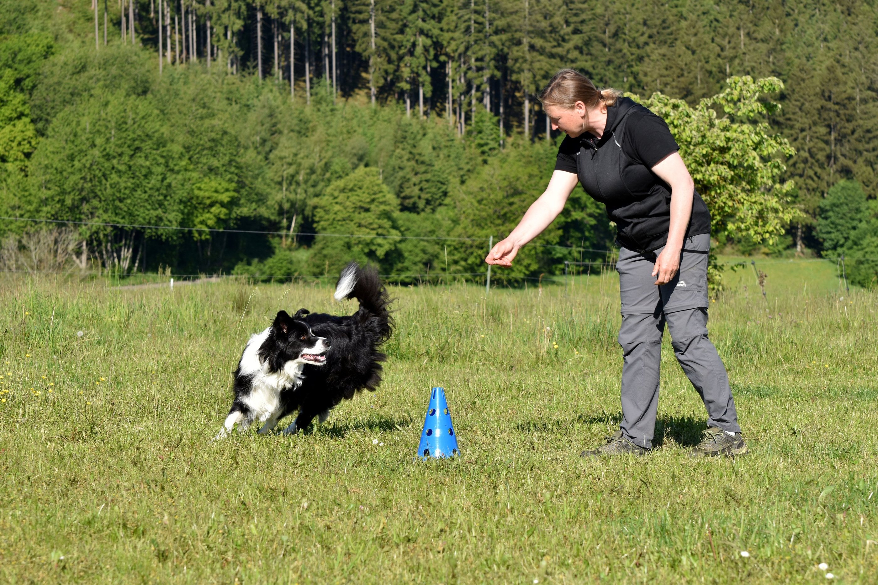 Hundetrainer trainiert einen Border Collie mit einem blauen Pylon auf einer Wiese.
