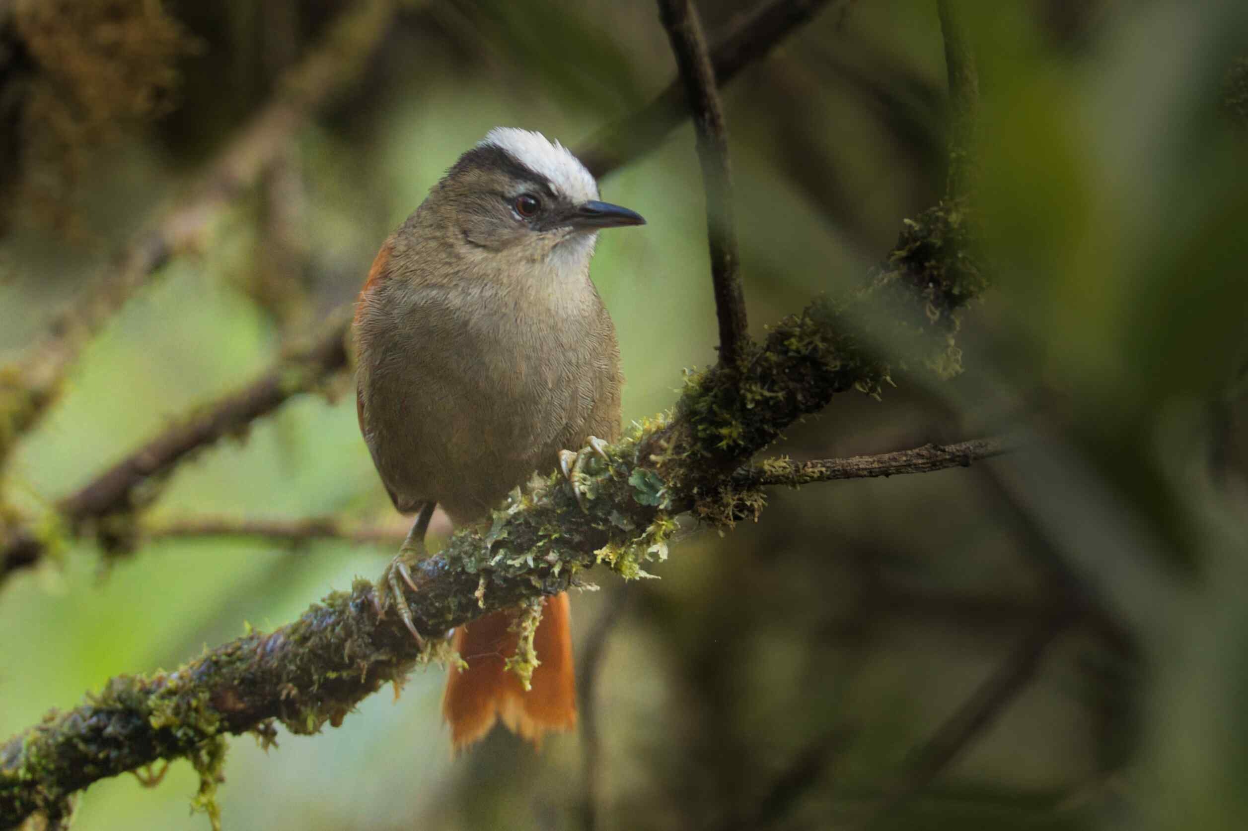 Birding Expedition Vilcabamba Cloud Forests 6 D/5 N