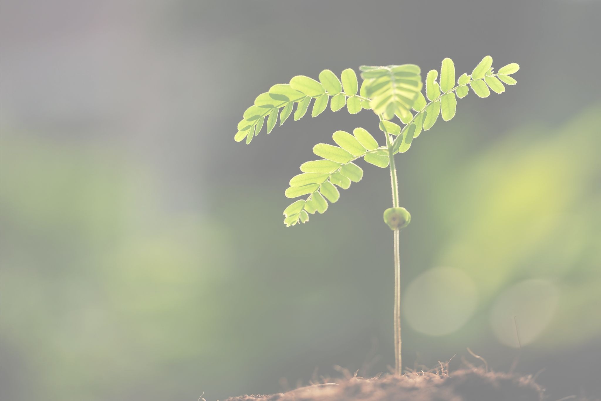fougère qui germe calme et douceur