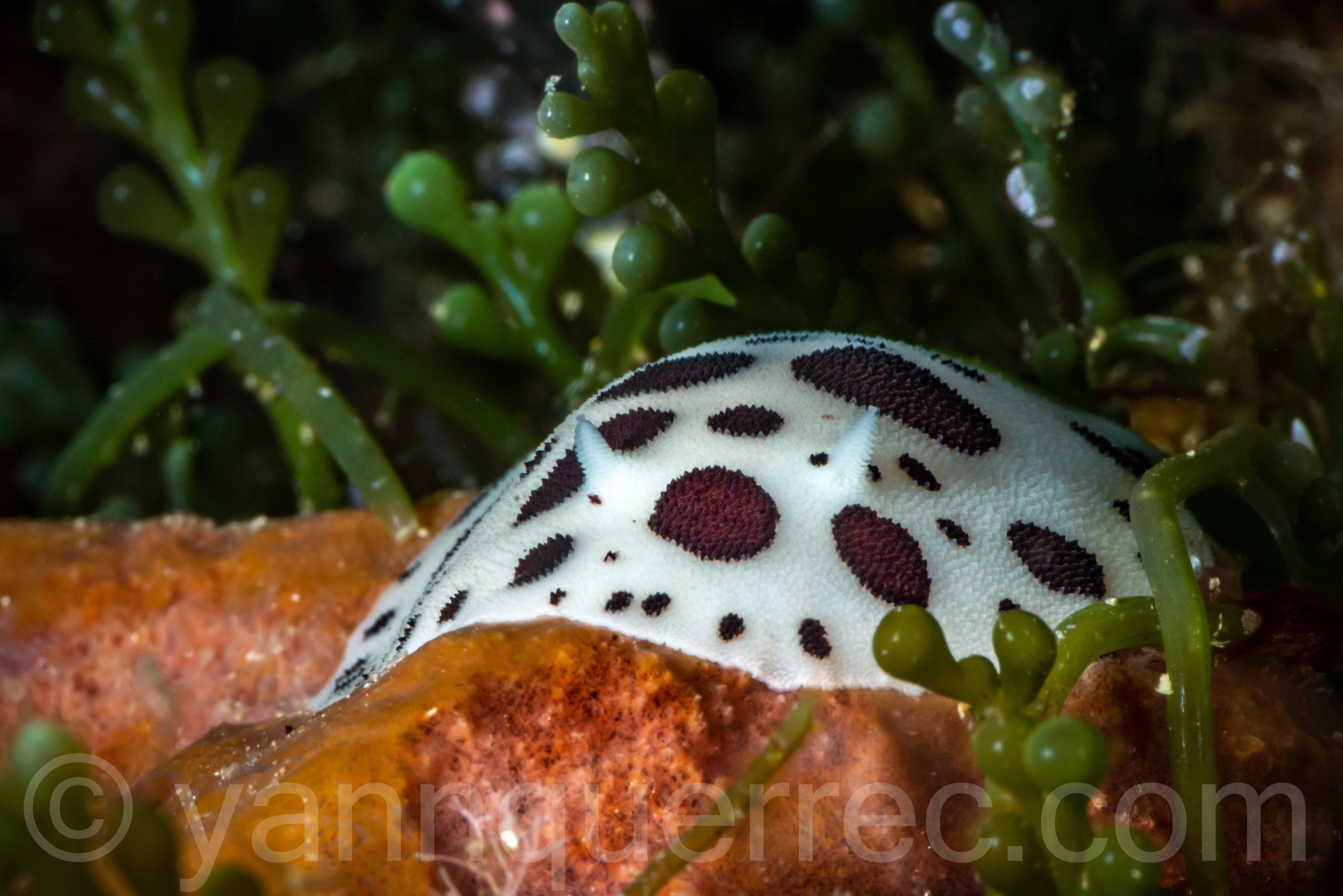 Doris dalmatienne - Banyuls - FRANCE