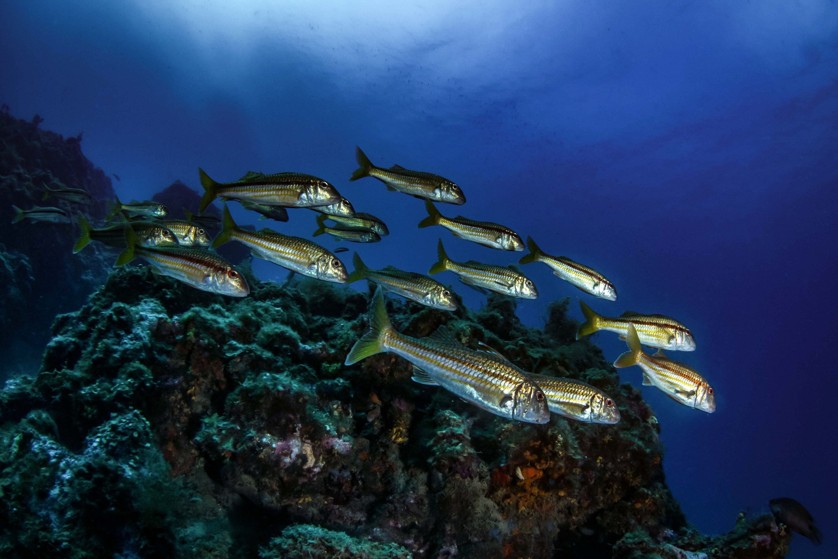 Banc de rougets - Agay - FRANCE