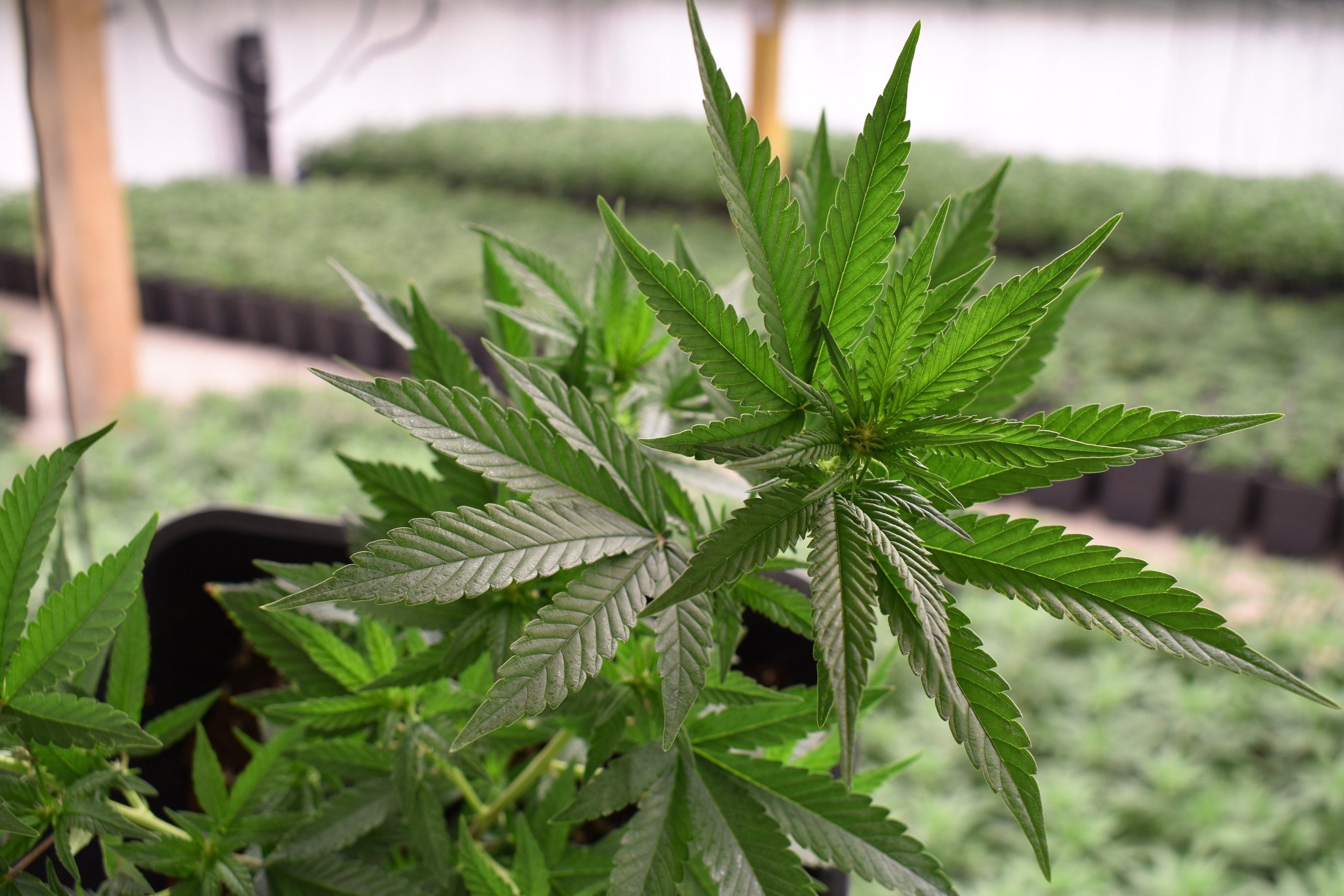 Une plante de cannabis CBD parmi des milliers CBD Indoor Français de qualité