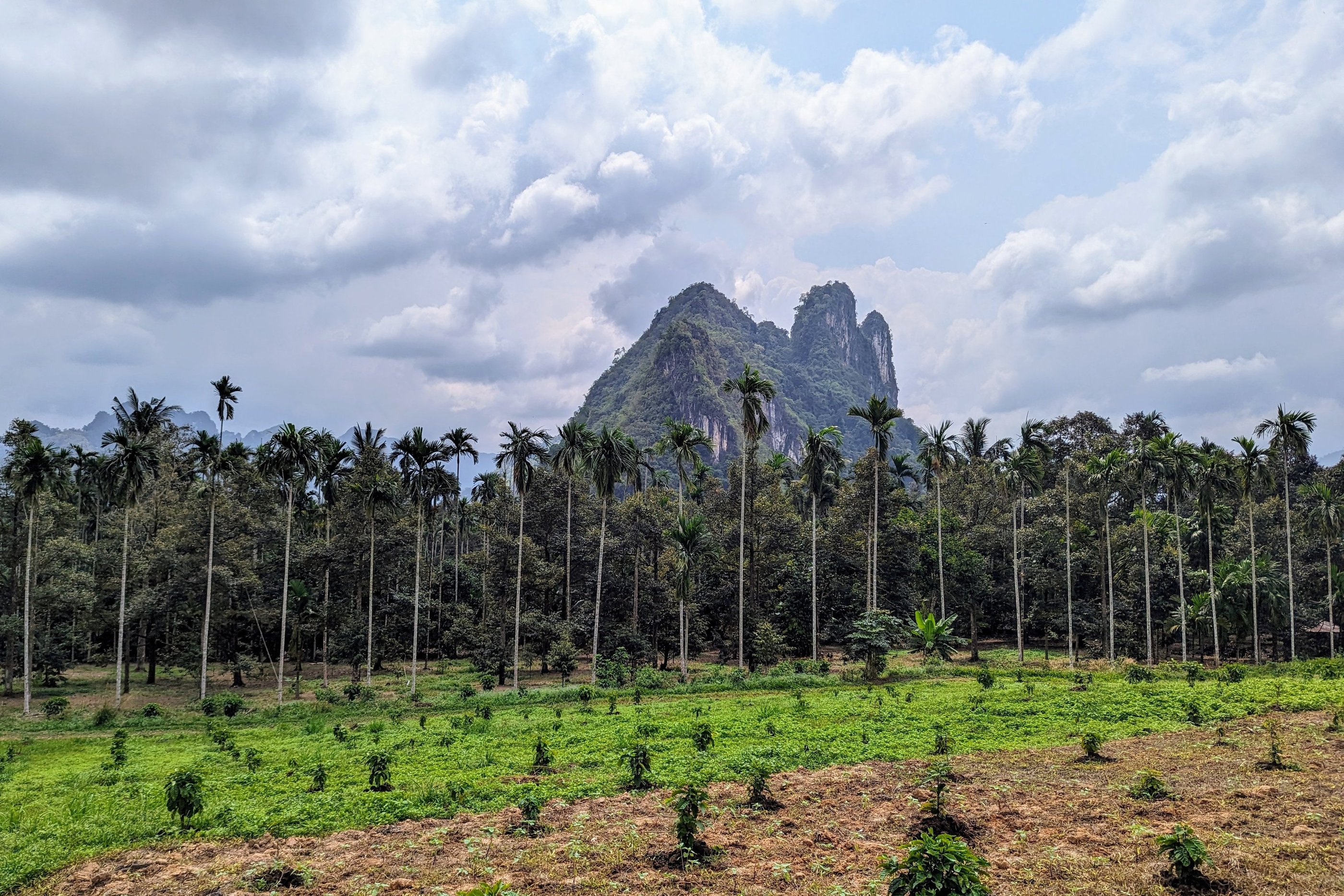 Hen Tae khao cafe, sawi Chumphon