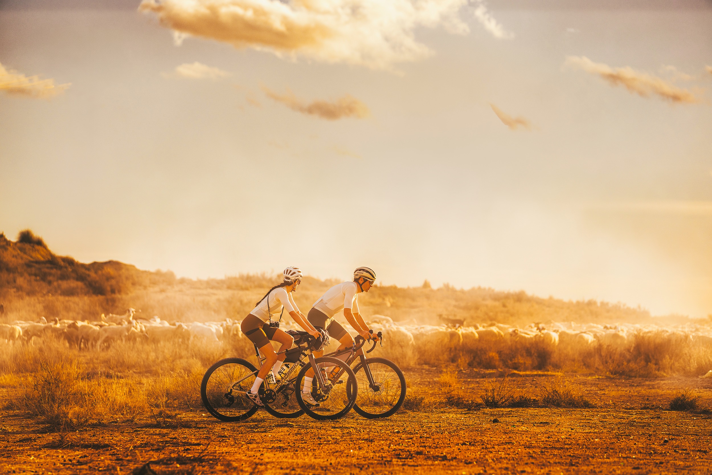 Two cyclists riding gravel bikes across a dusty field at sunset with a herd of sheep behind.