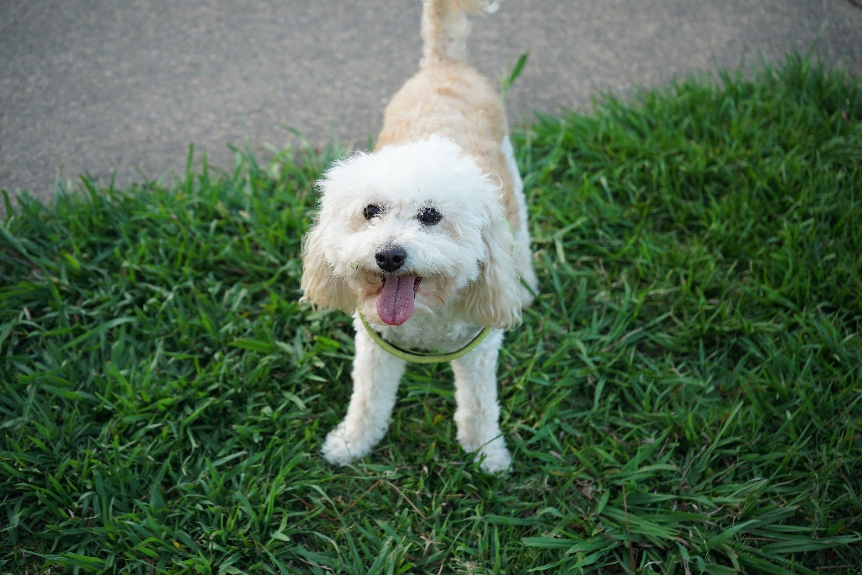 Natural light pet photography Lifestyle dog photography outdoors Candid animal portrait photography 
