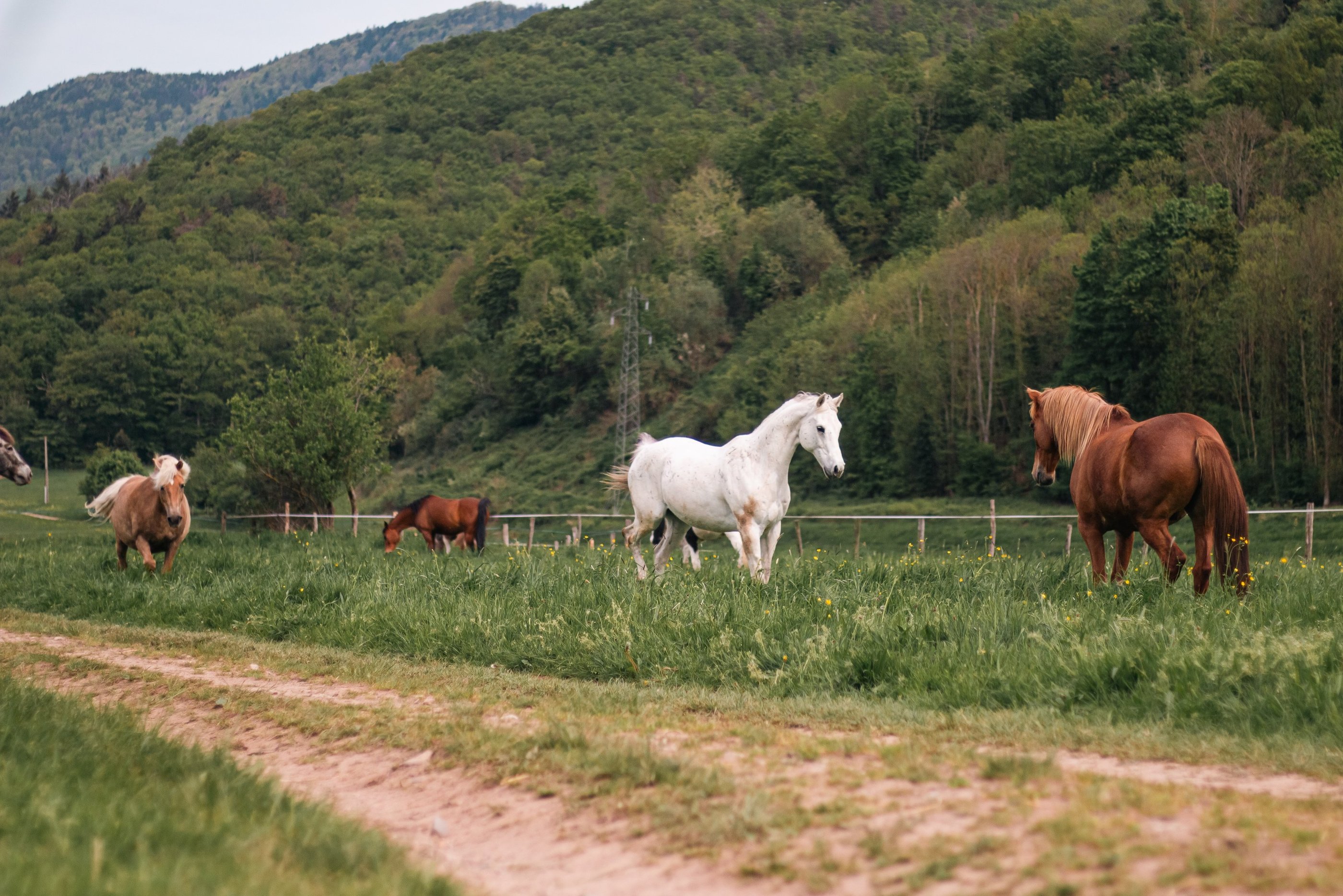 Surveillance et garde de chevaux dans leur environnement