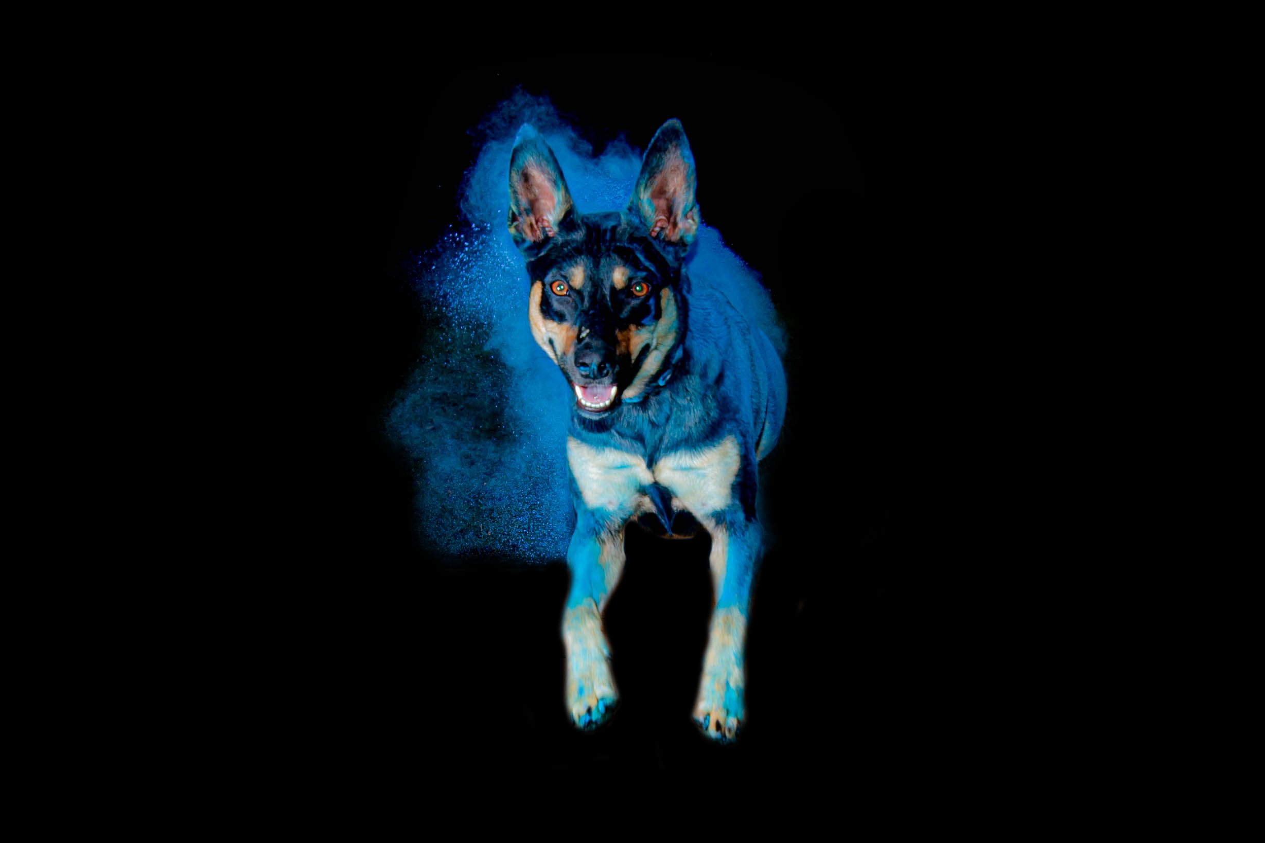 Working Kelpie Ringarooma S'nyx