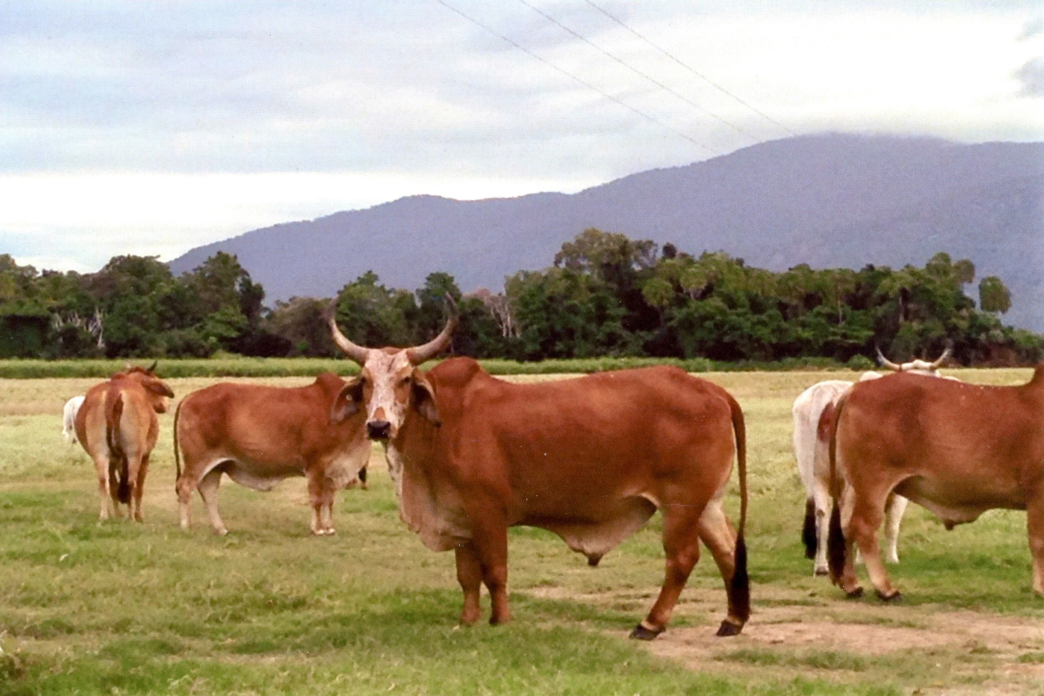 Picture of Brahman x.
