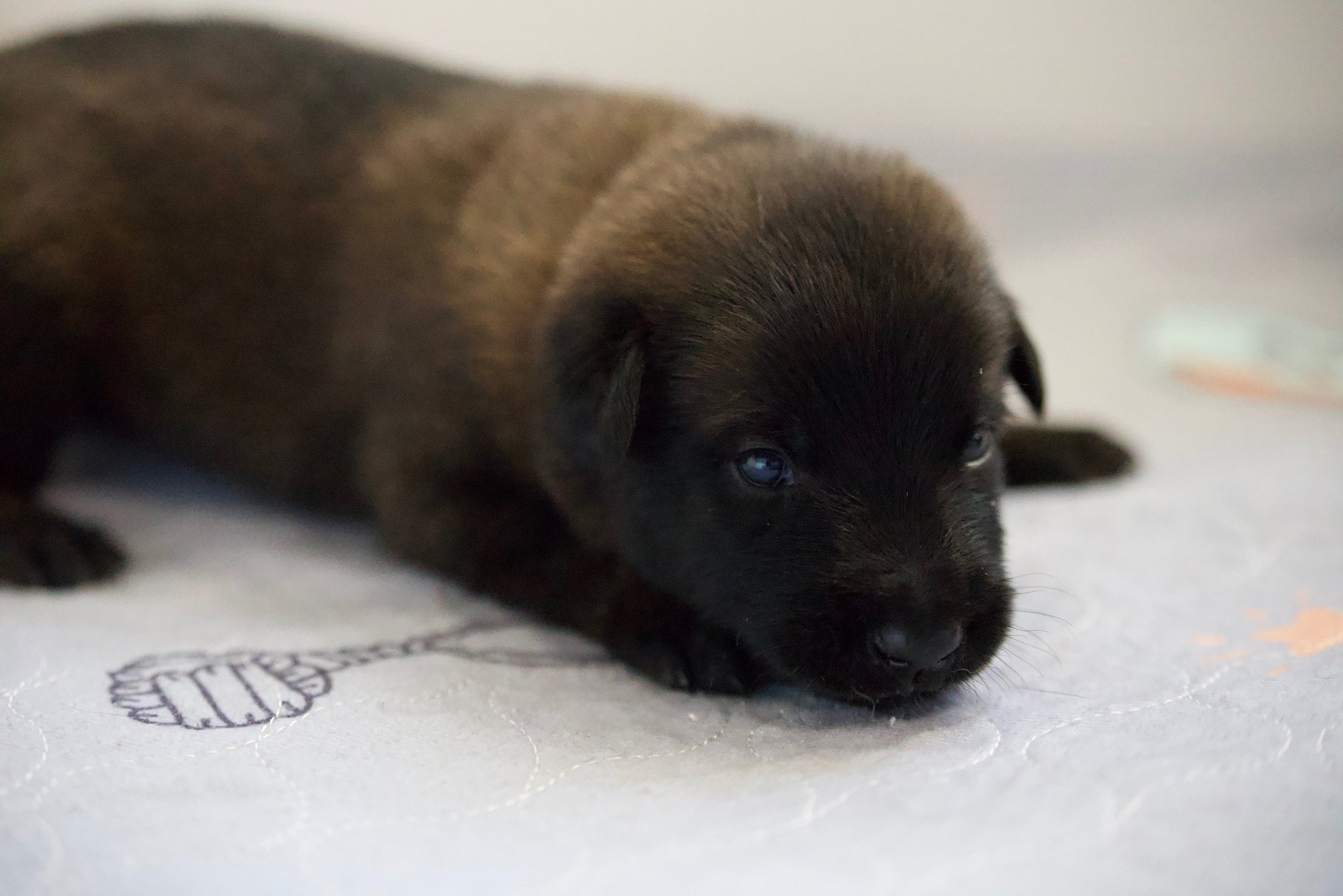 Belgian Malinois puppies for sale in Florida. Five males and three females available July 11th 2026