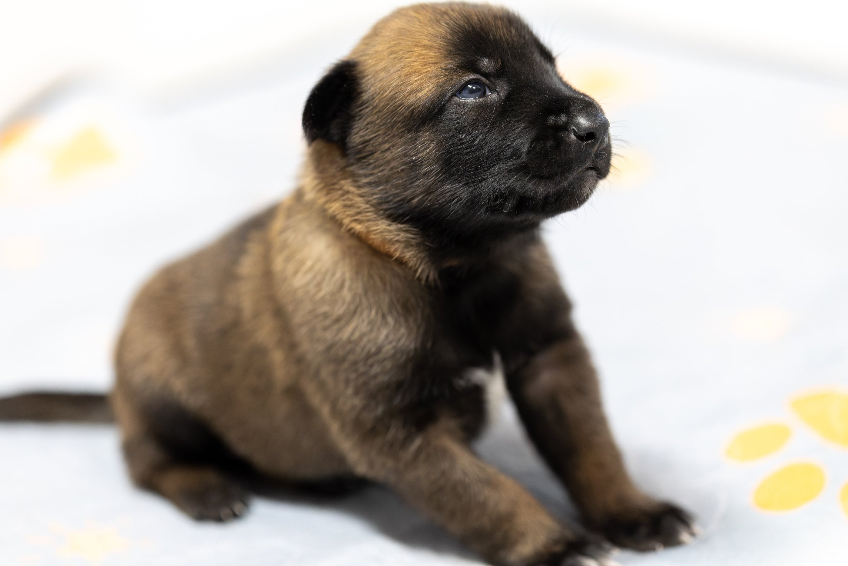 Belgian Malinois puppies for sale in Florida. Five males and three females available July 11th 2026