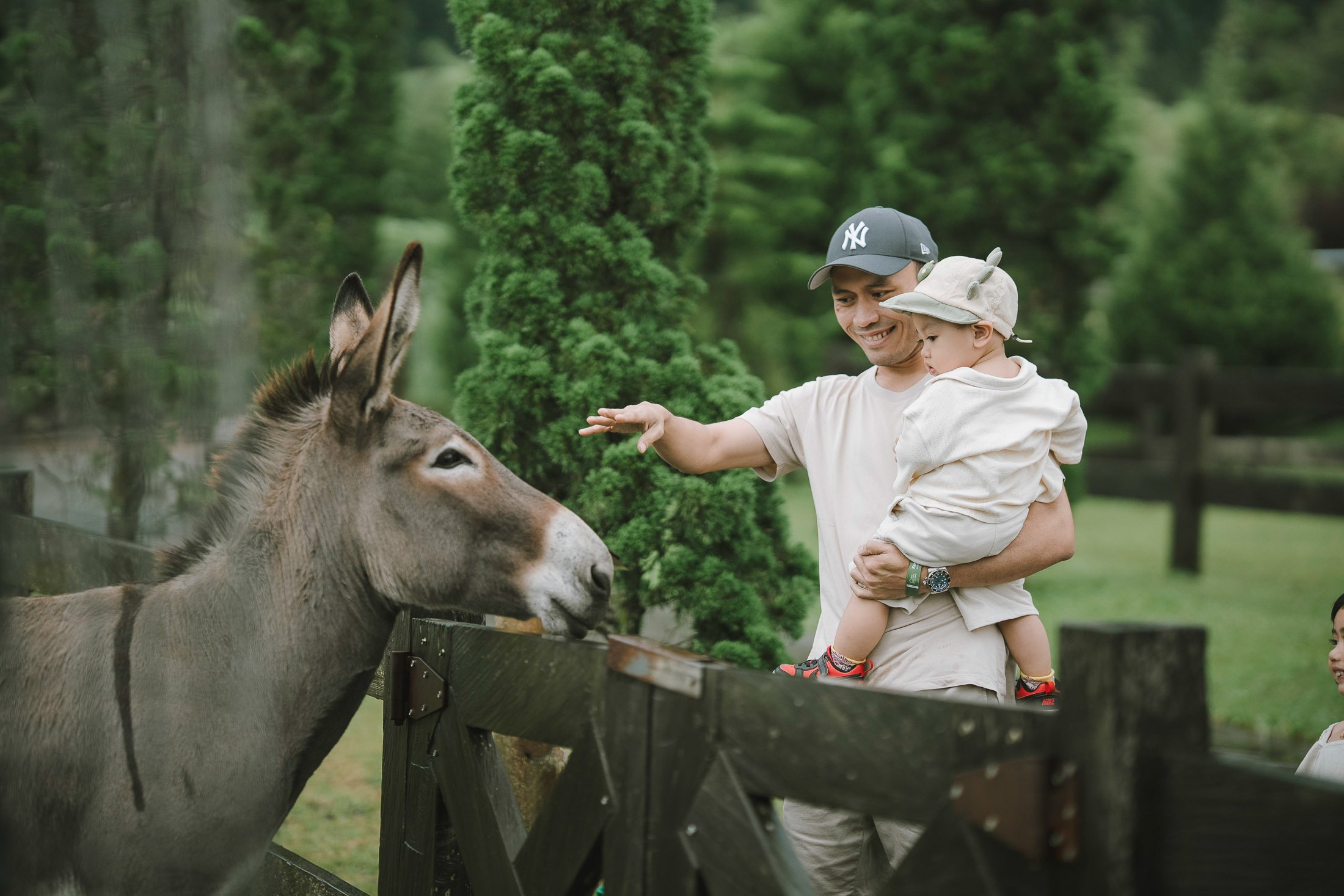 Child feeding donkey during a family photography session at Bali Farm House Bedugul Bali.