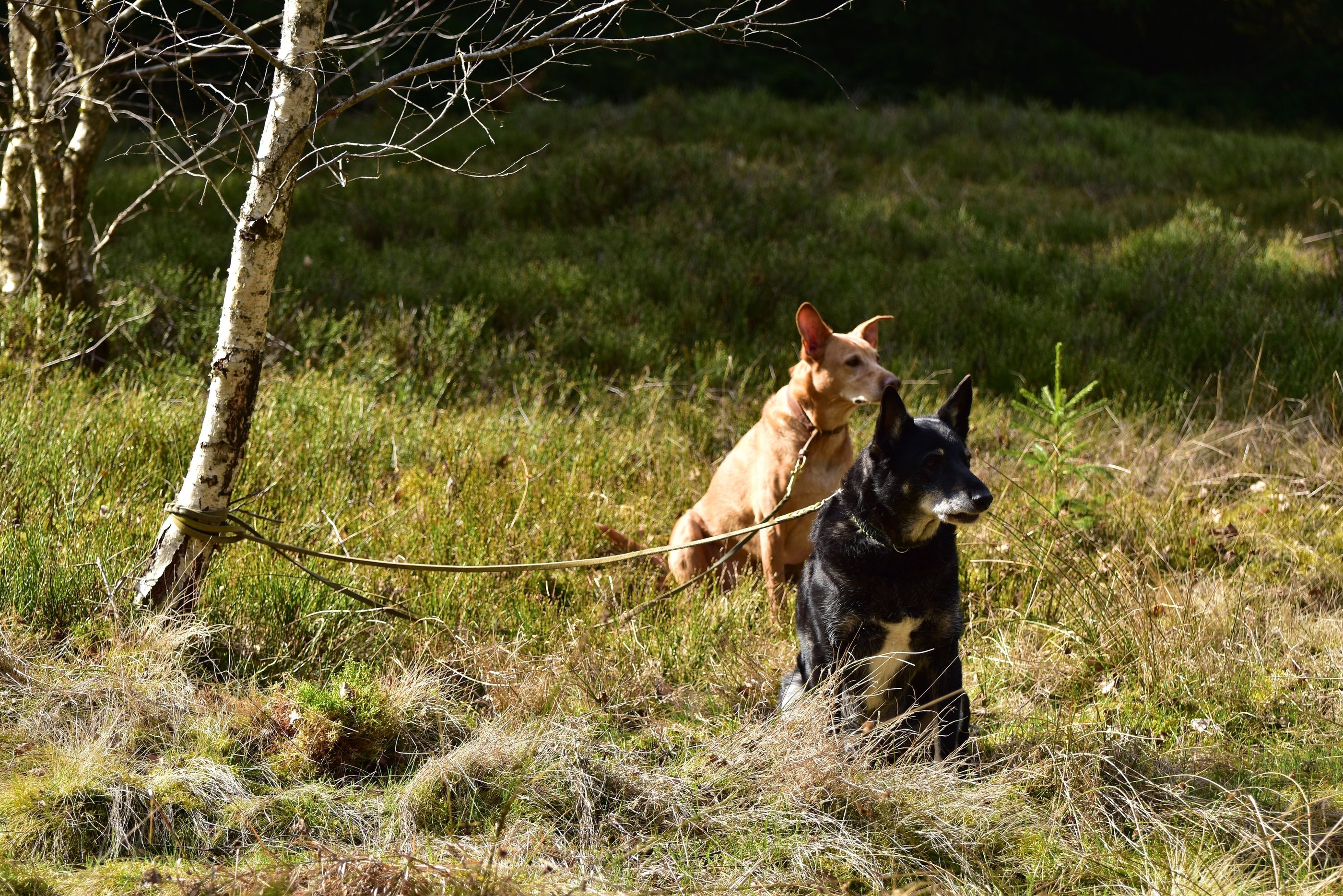 Two dogs on leashes sitting in a grassy field near a white birch tree in the sunlight.