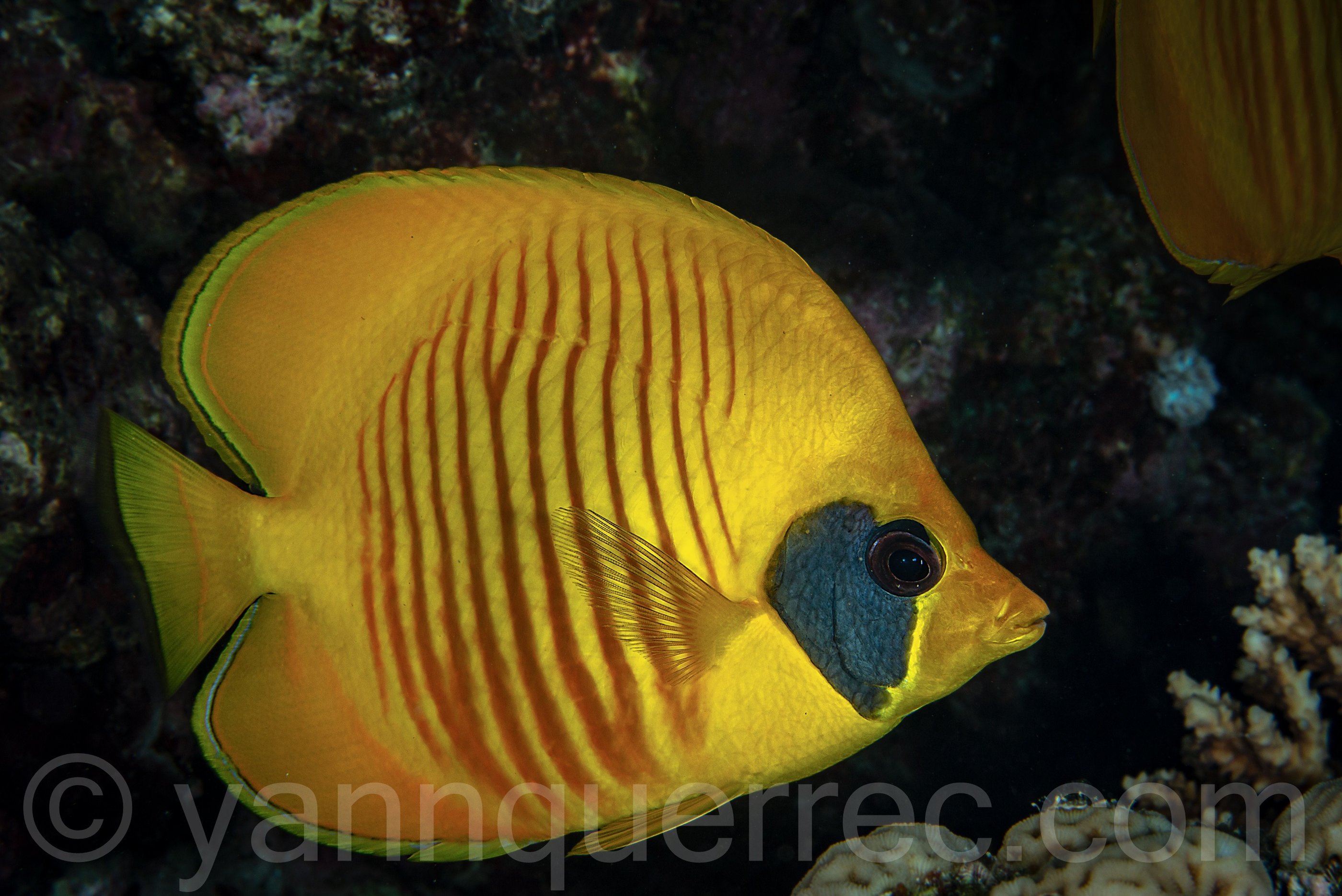 Poisson papillon jaune masqué - El Qseir - EGYPTE