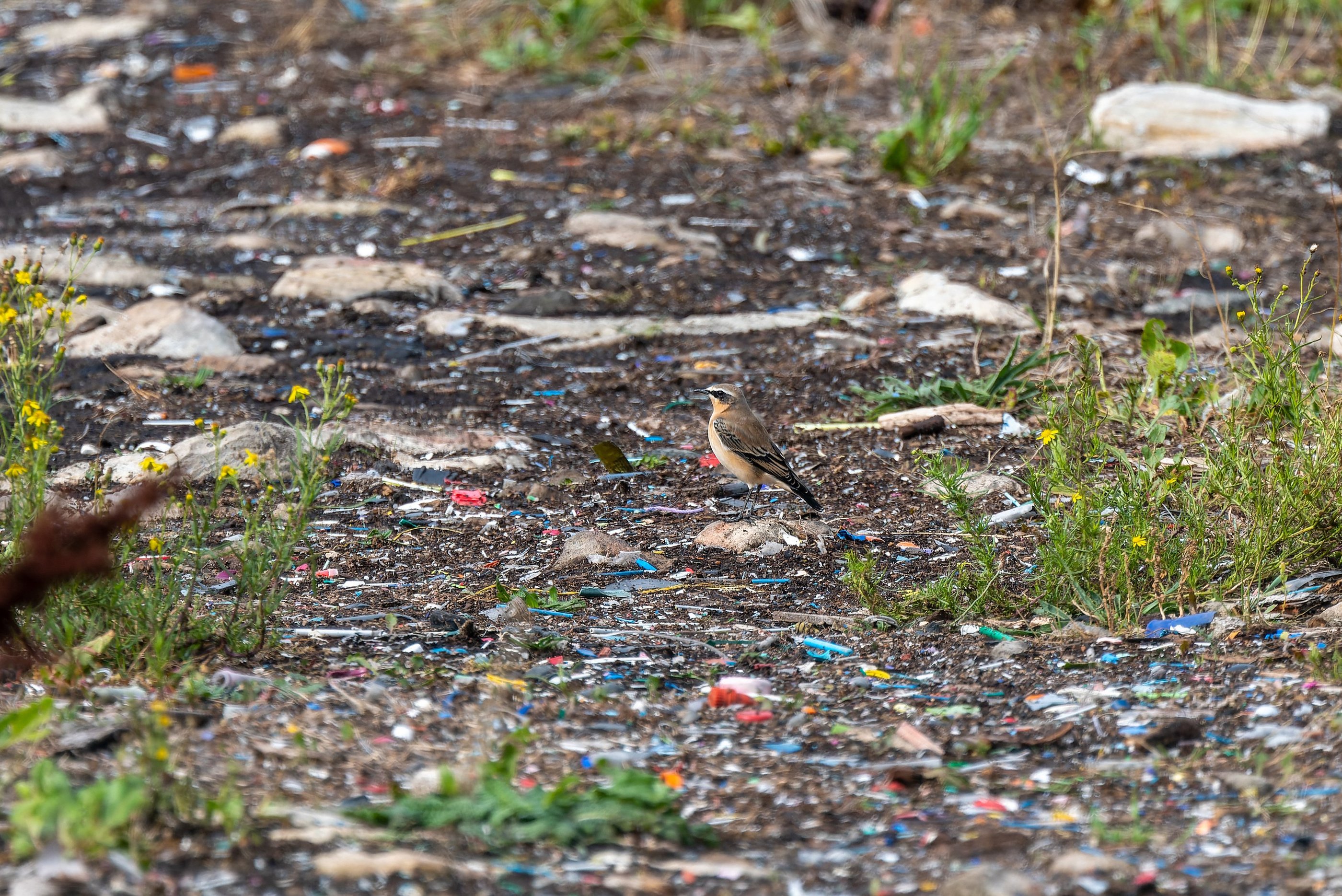 A Northern Wheatear among plastic debris washed ashore by the Thames.