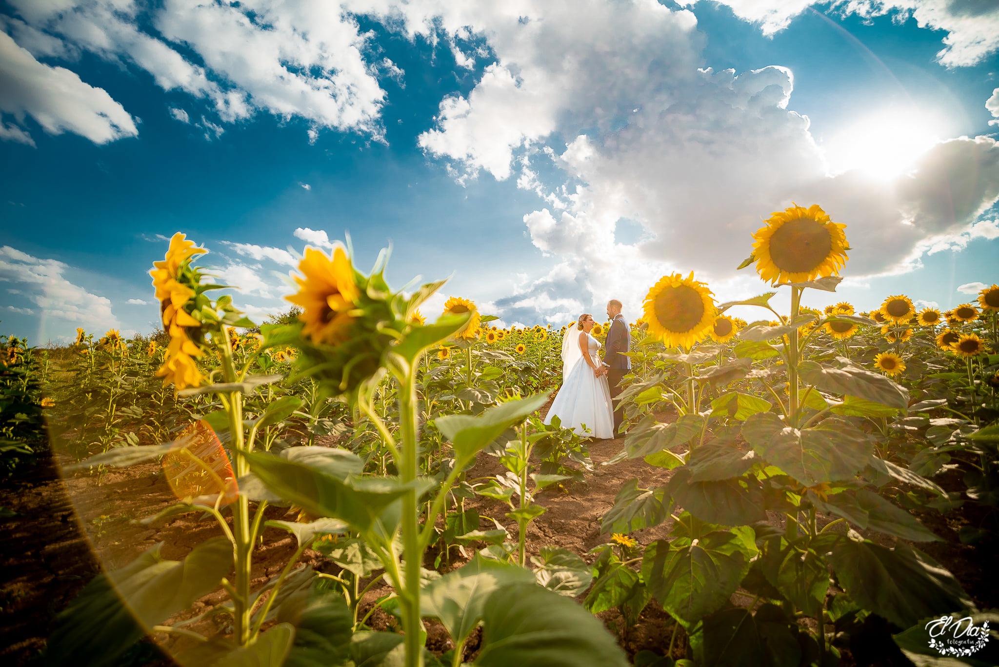 sedinta foto nunta lan de floarea soarelui alexandria