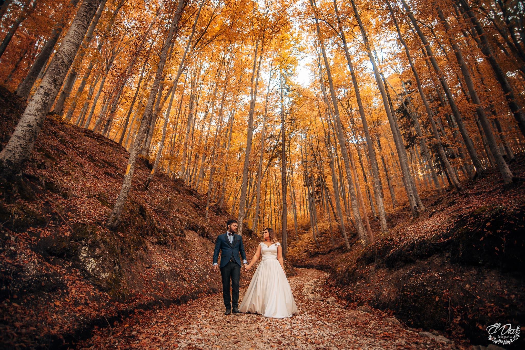 sedinta foto rasnov padure nunta