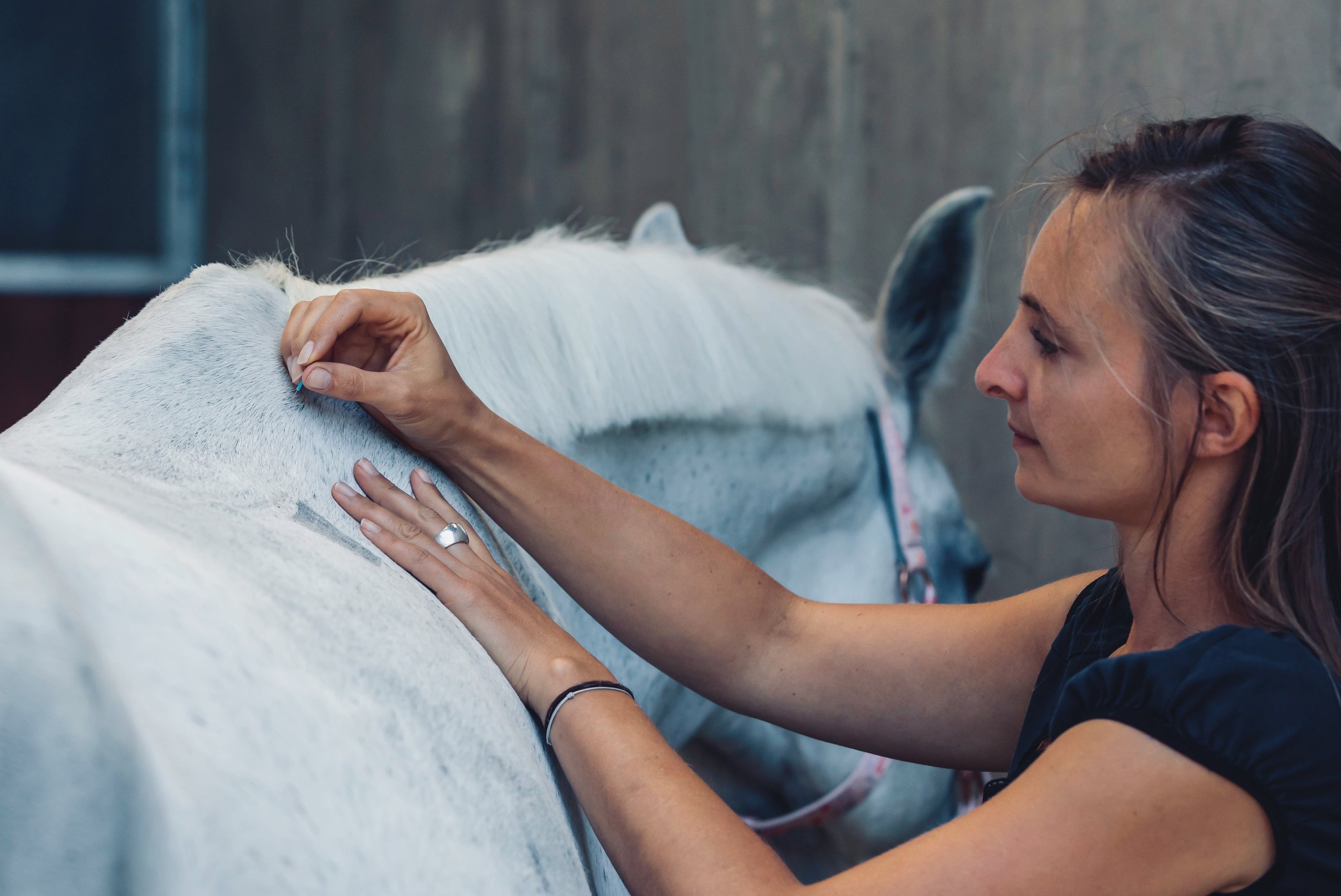 psychosomatische Shen Akupunktur für Pferde