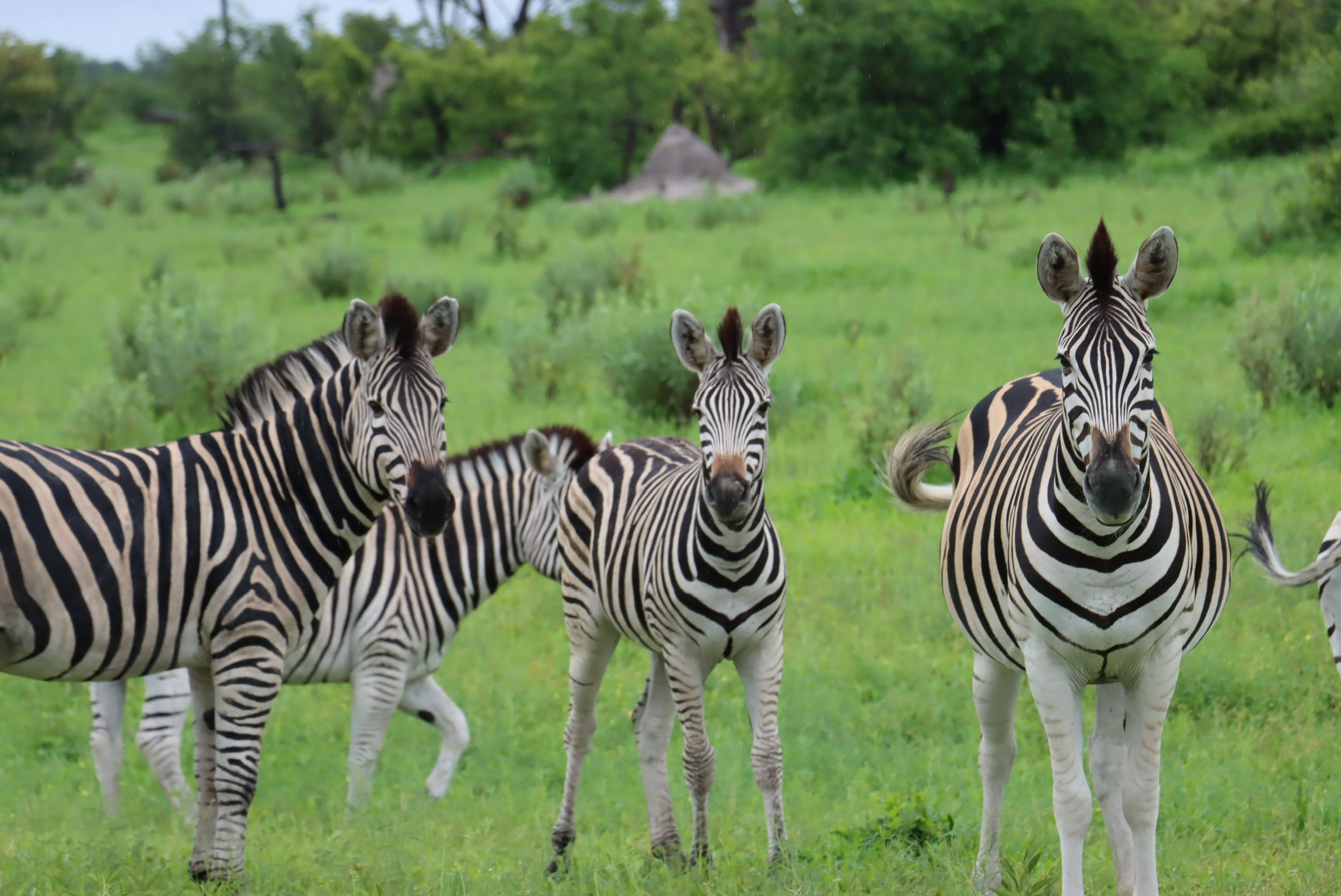 Zebras in Moremi Game Reserve 