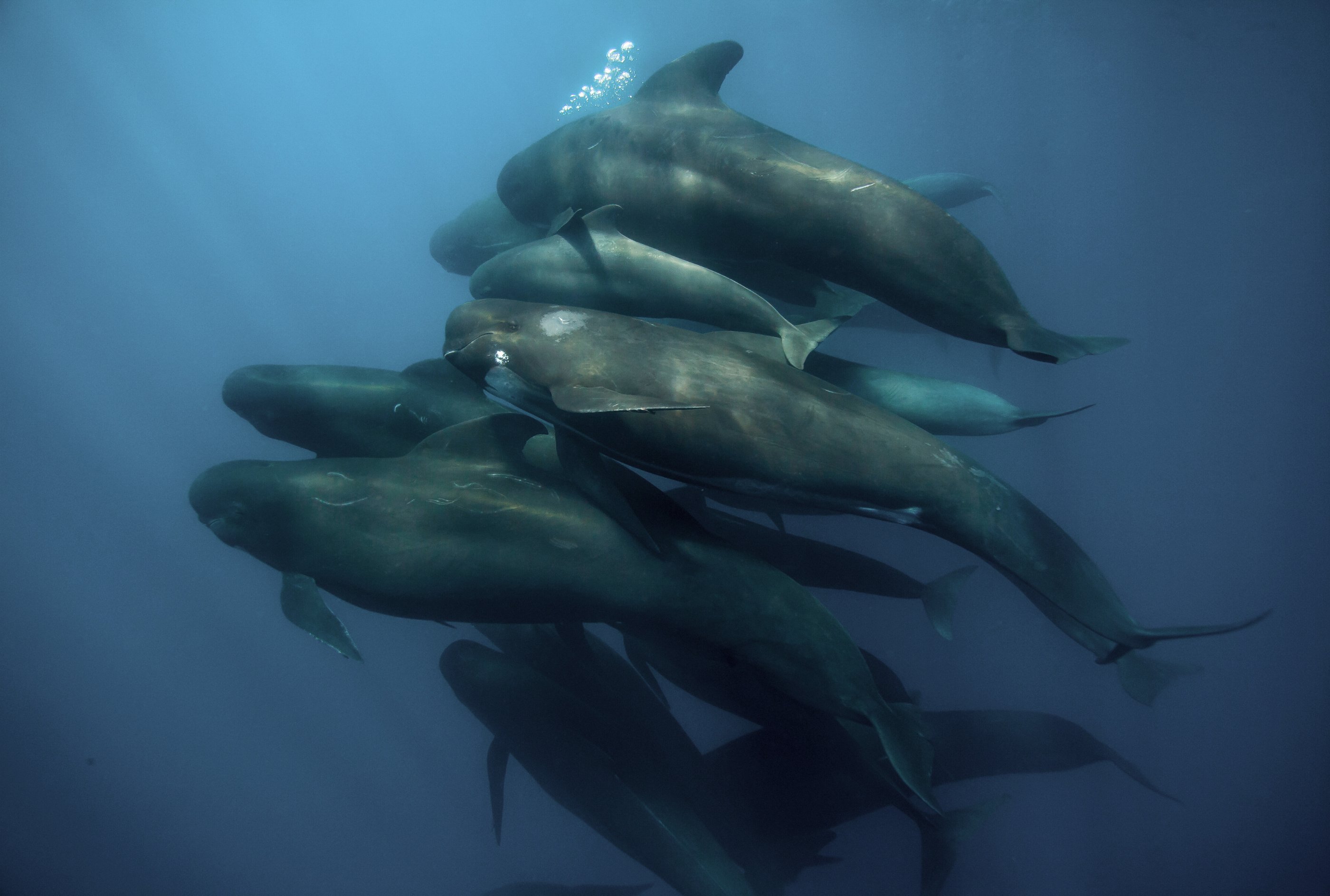 A pod of pilot whales swimming together in the deep blue ocean water.