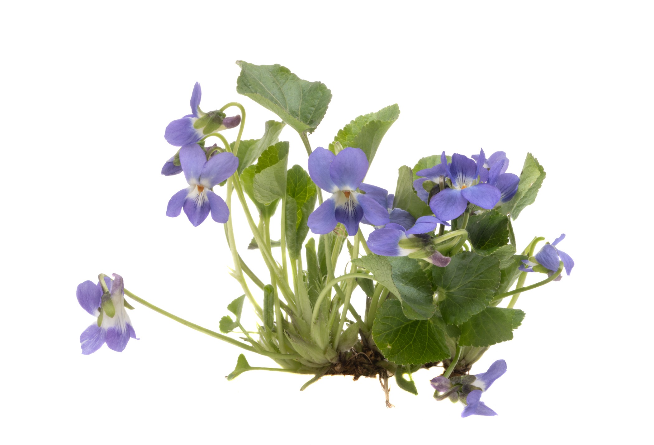 a bunch of purple flowers on a white background